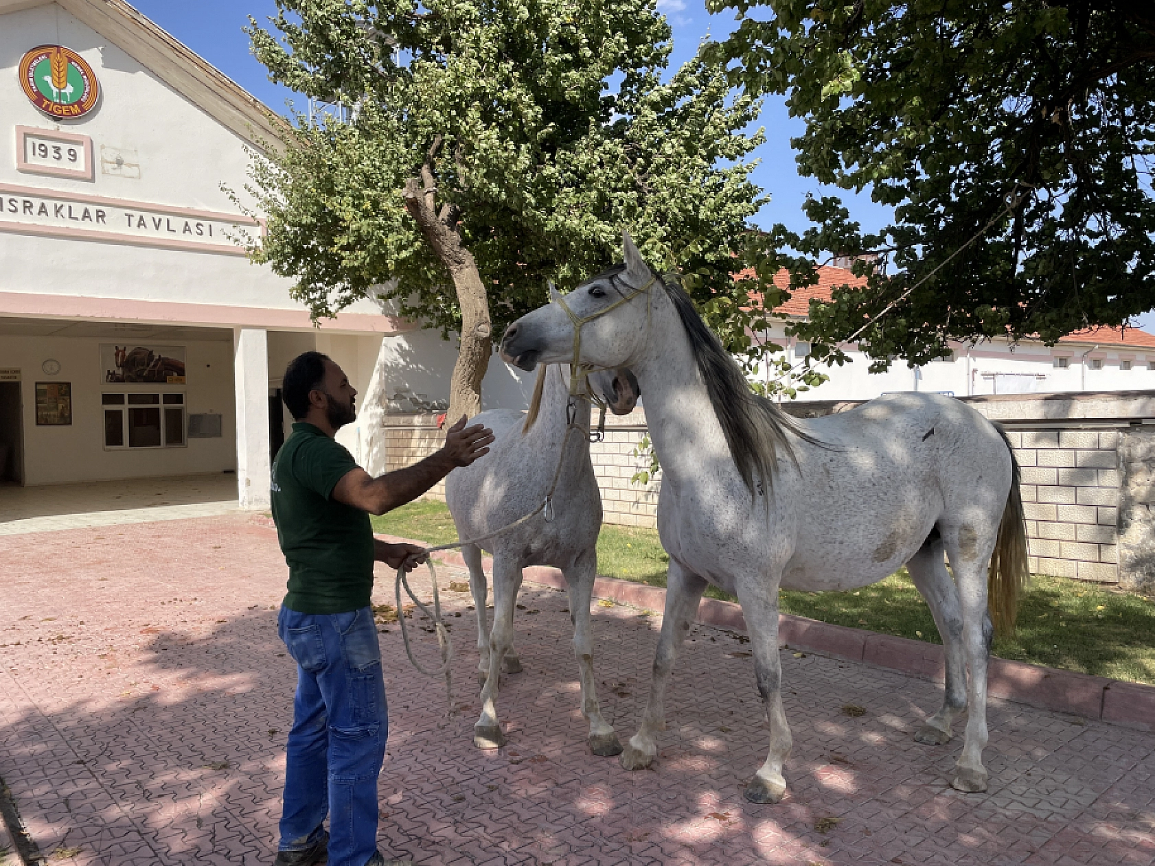 Safkan taylar özenle yetişiyor