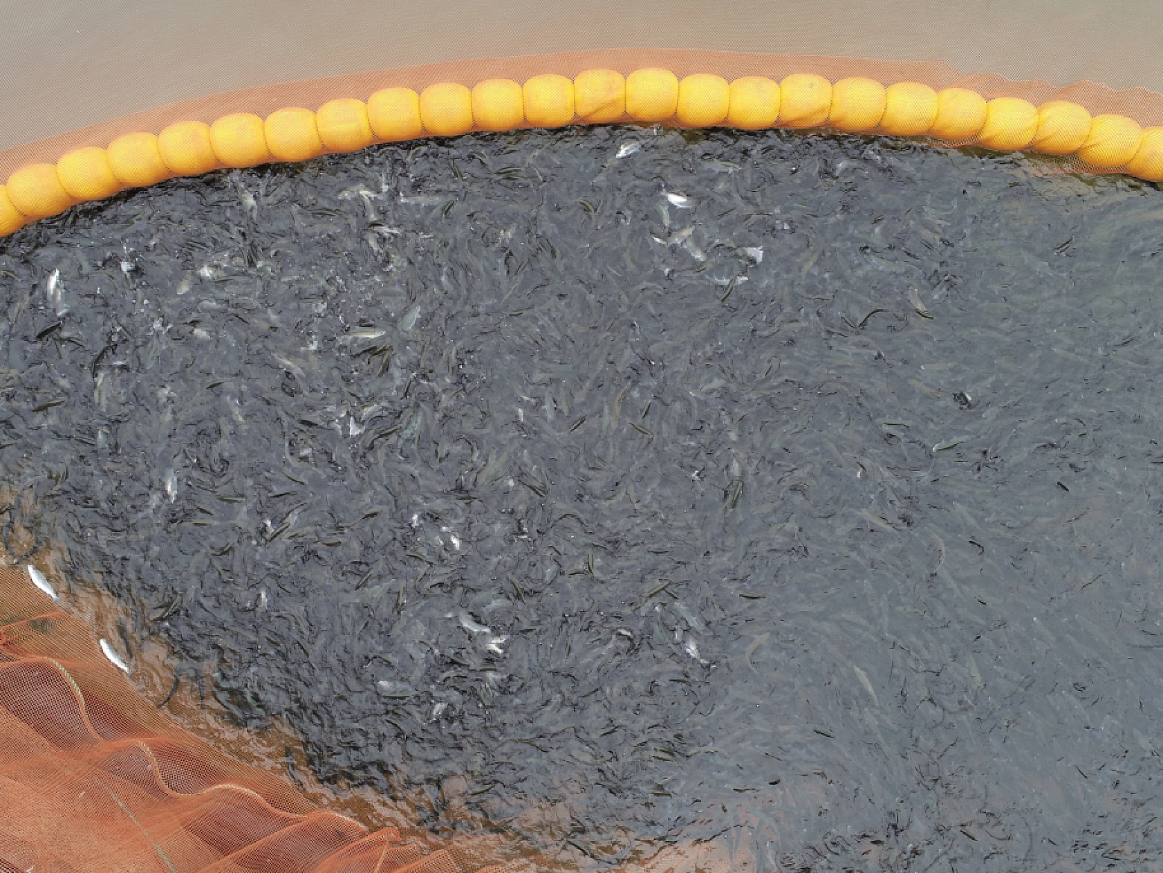 Anadolu'da yetiştirilen alabalıklar 36 ülkeye ihraç ediliyor