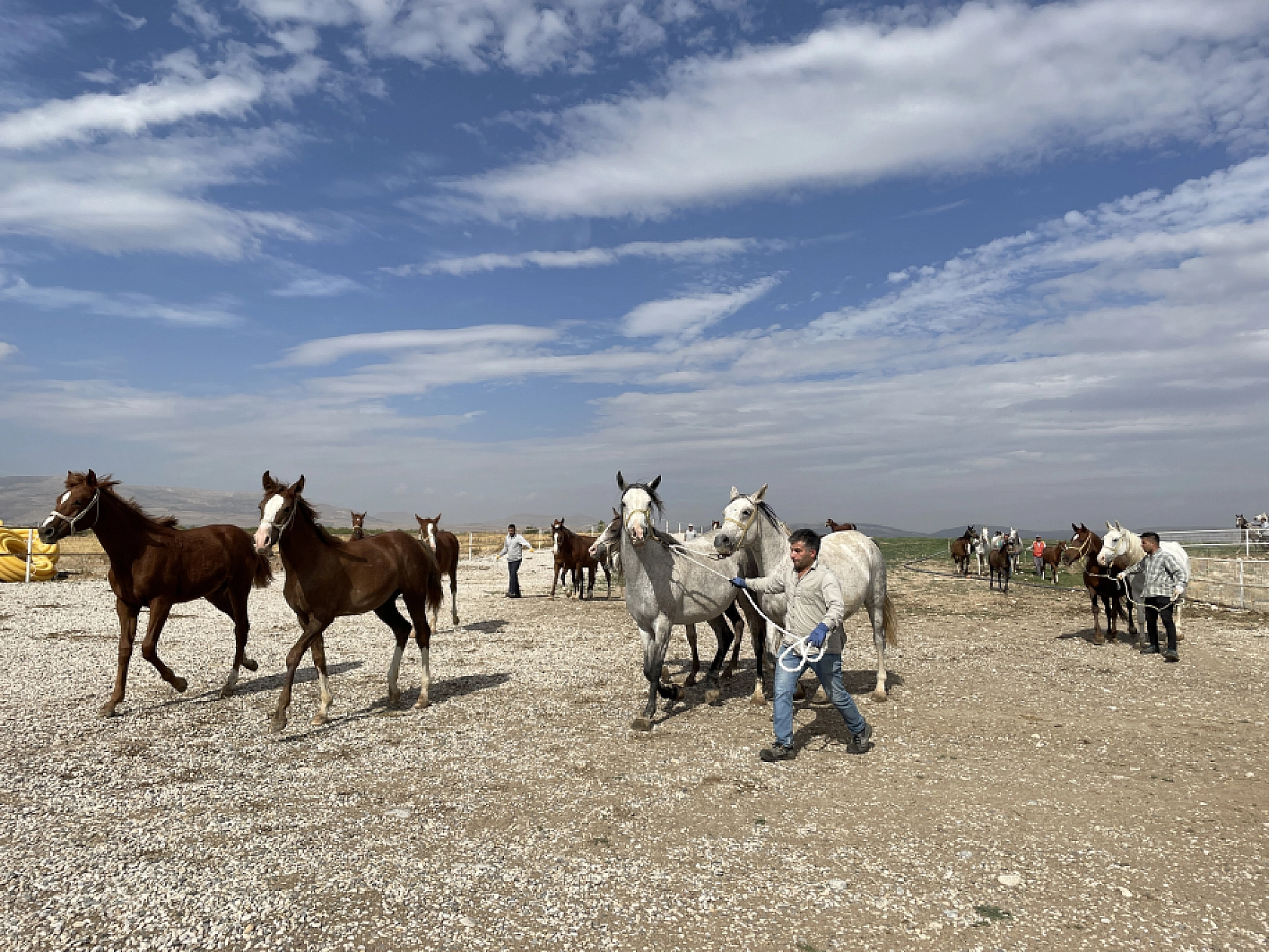 Safkan taylar özenle yetişiyor