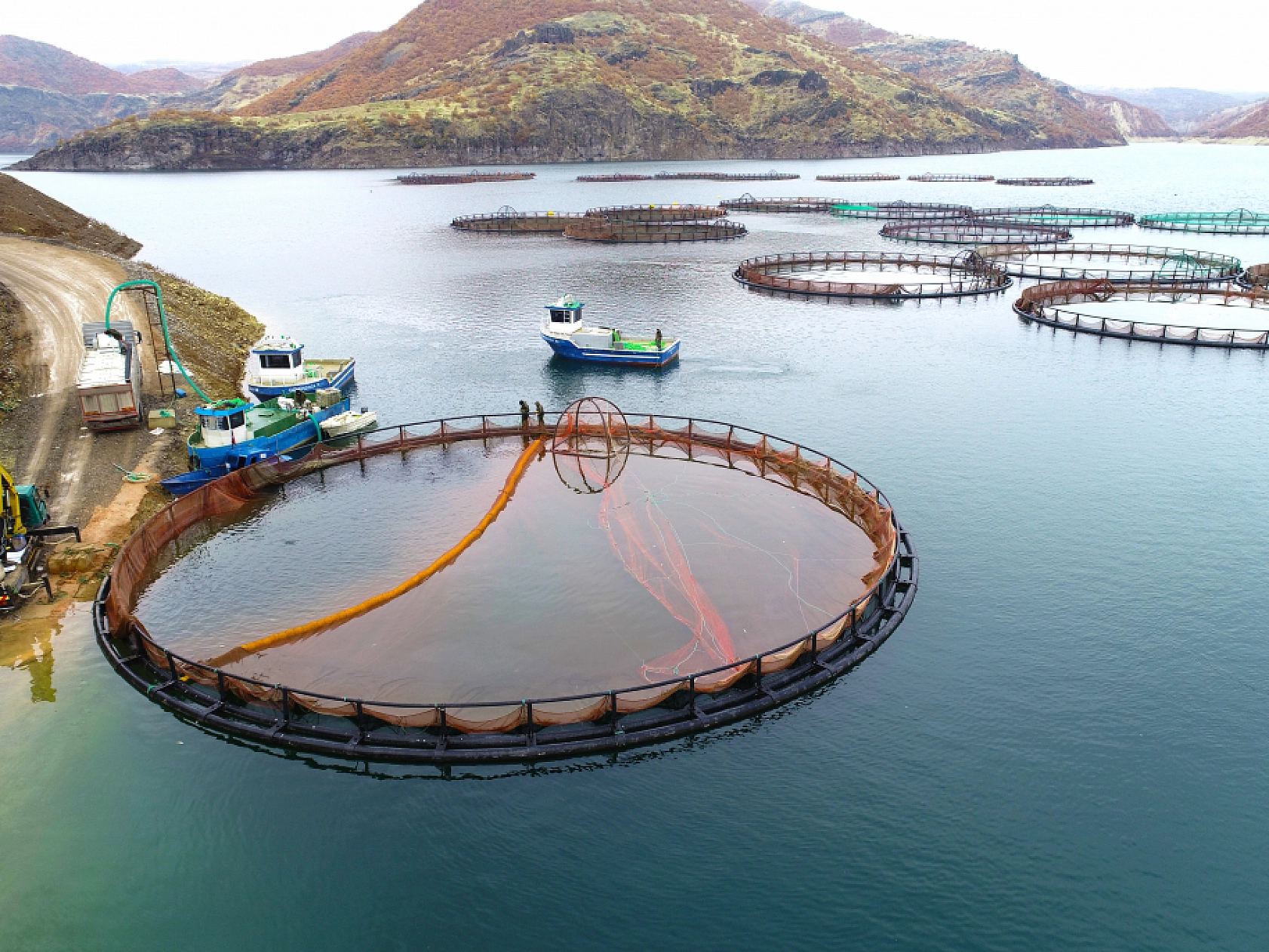 Anadolu'da yetiştirilen alabalıklar 36 ülkeye ihraç ediliyor