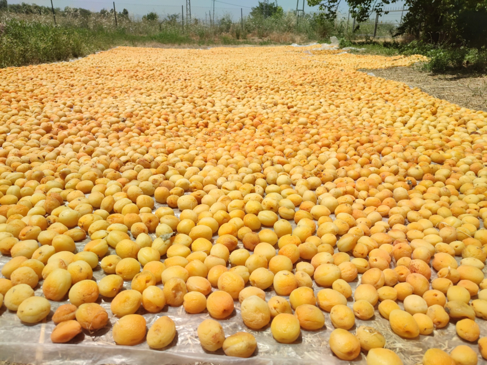 Malatya'da kayısıda işçi yevmiyesi belirlendi! 2024 kayısı yevmiyesi ne kadar?