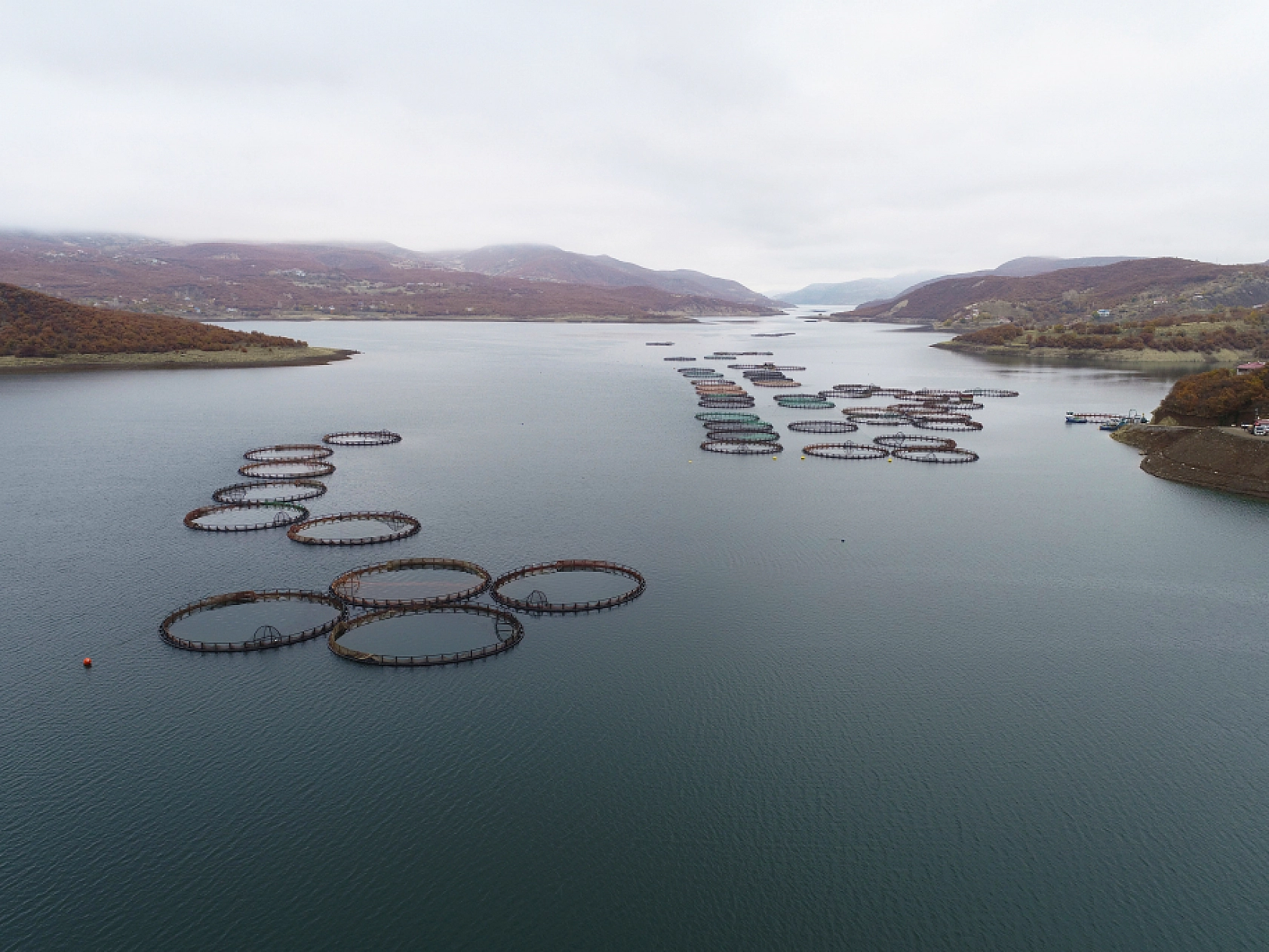 Anadolu'da yetiştirilen alabalıklar 36 ülkeye ihraç ediliyor