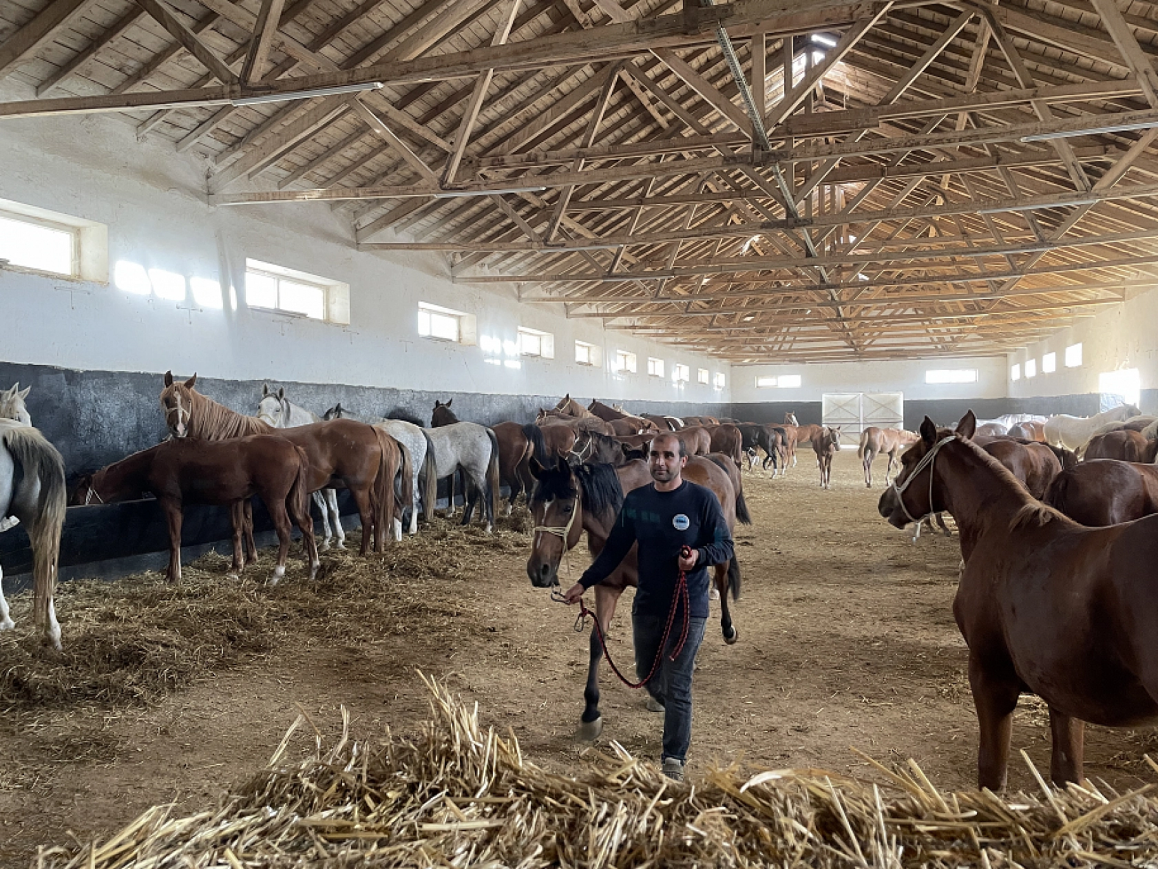 Safkan taylar özenle yetişiyor