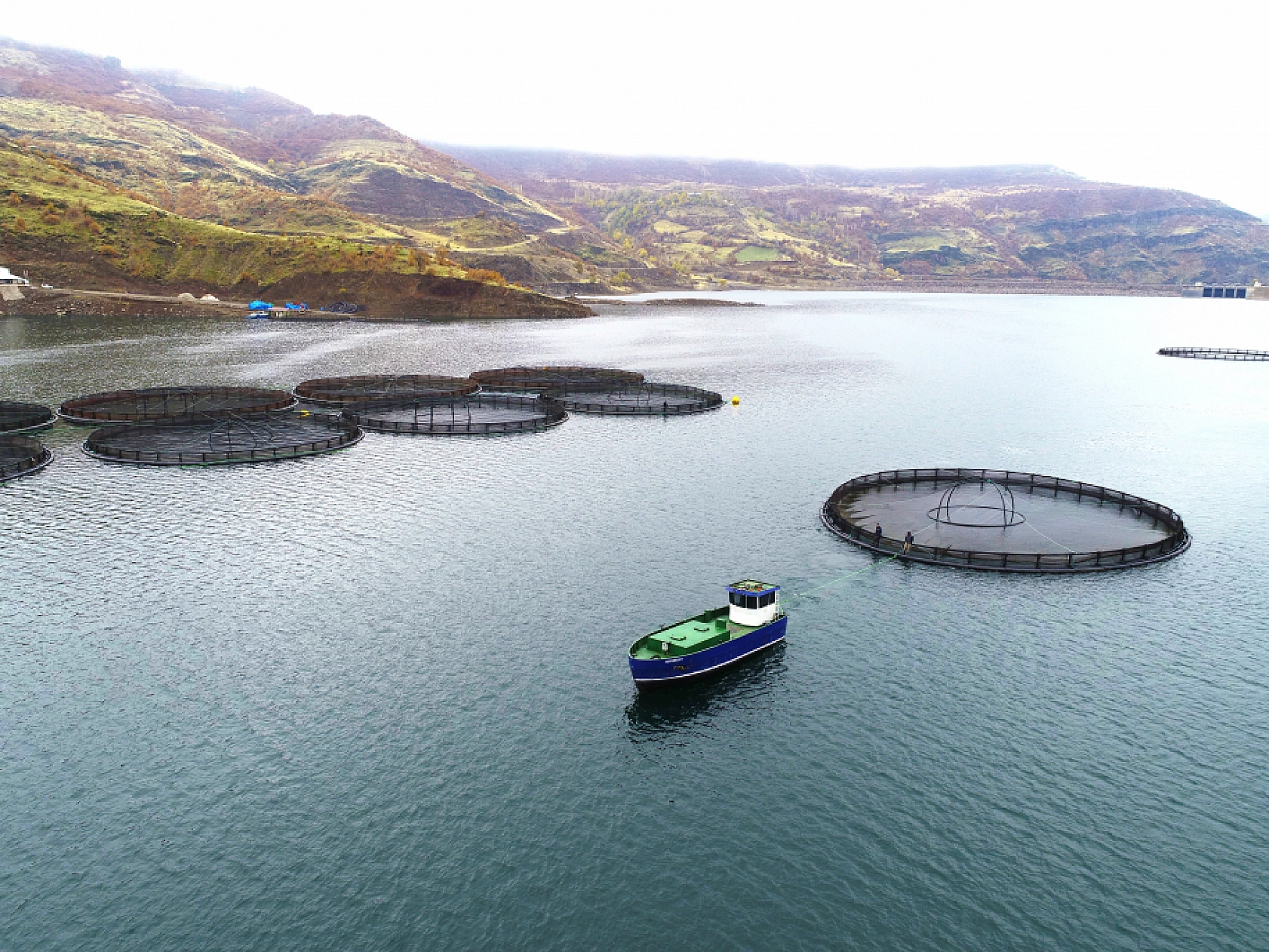 Anadolu'da yetiştirilen alabalıklar 36 ülkeye ihraç ediliyor