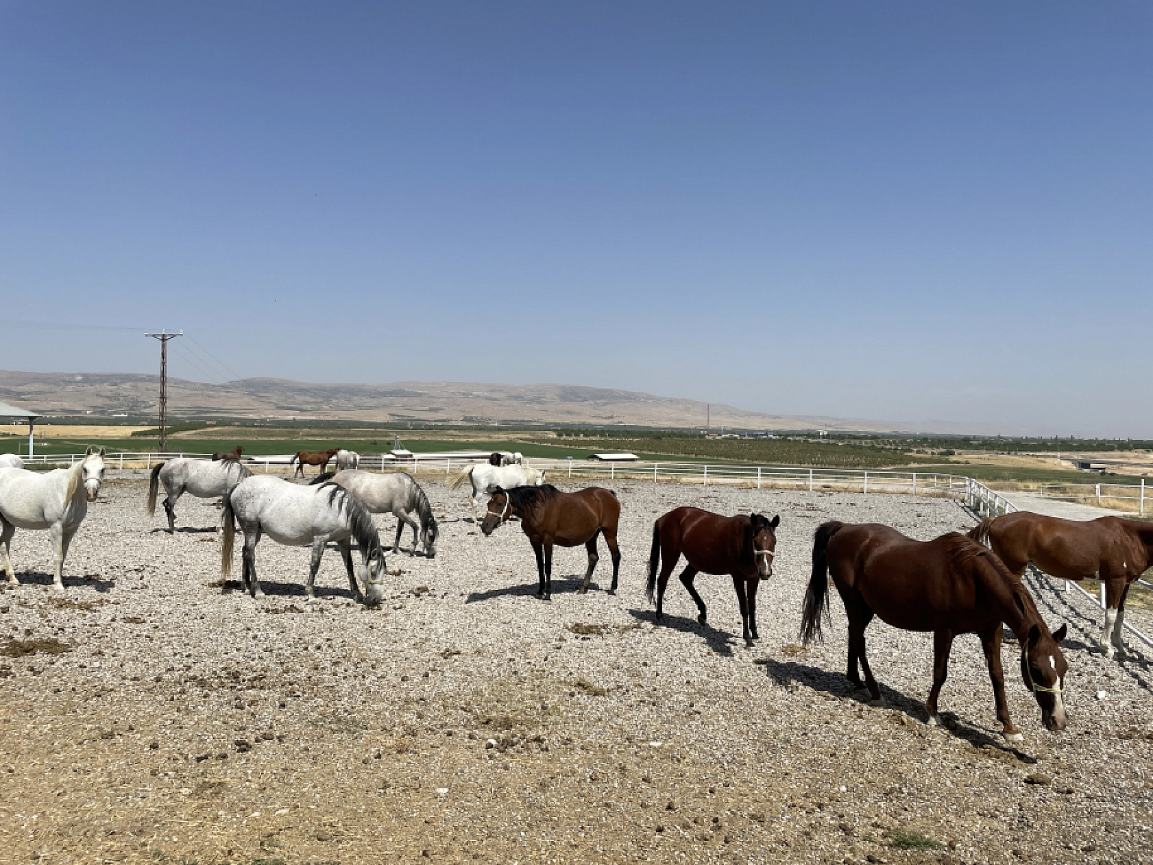 Emekli kısraklar huzurevinde