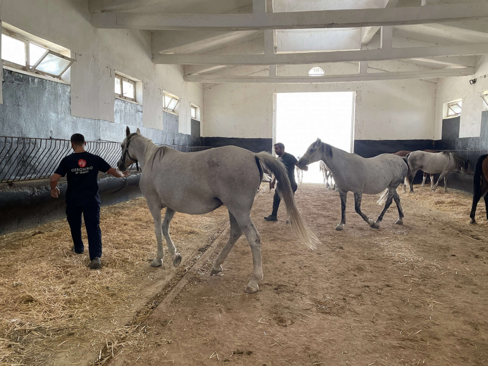 Emekli kısraklar huzurevinde
