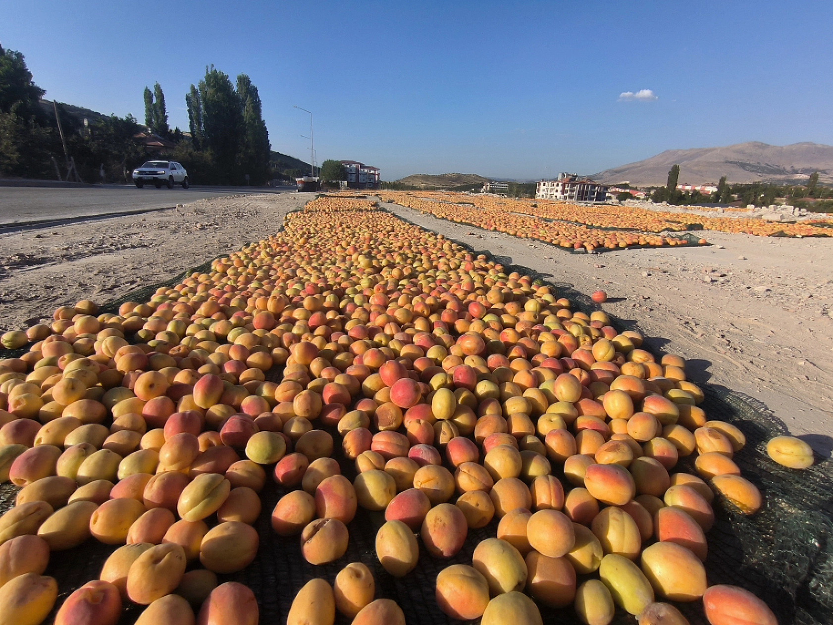 'Malatya'nın Sarı Altını' güneşle buluşuyor!