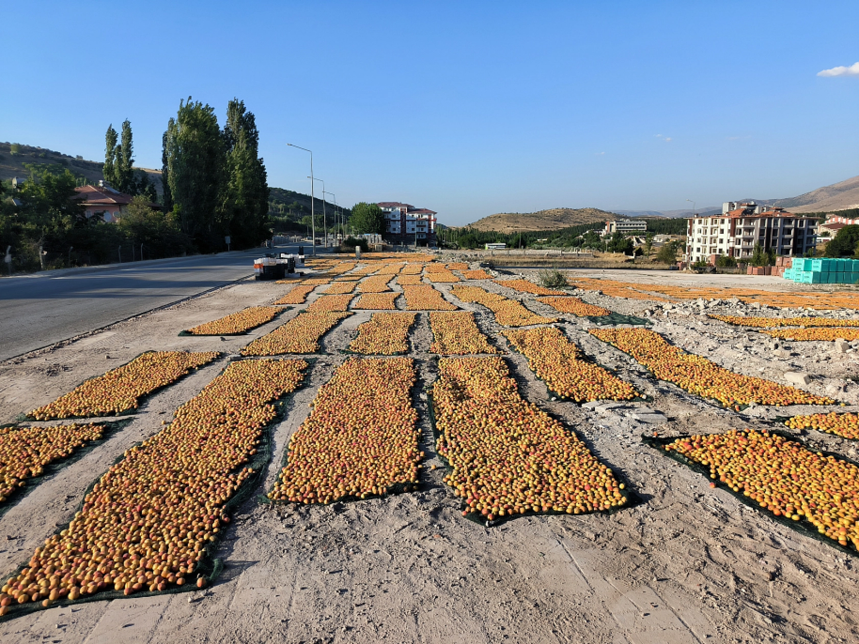 'Malatya'nın Sarı Altını' güneşle buluşuyor!