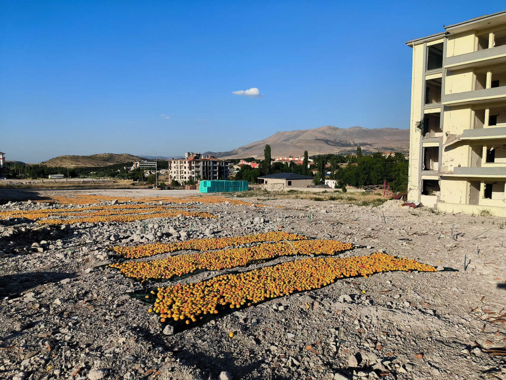 'Malatya'nın Sarı Altını' güneşle buluşuyor!