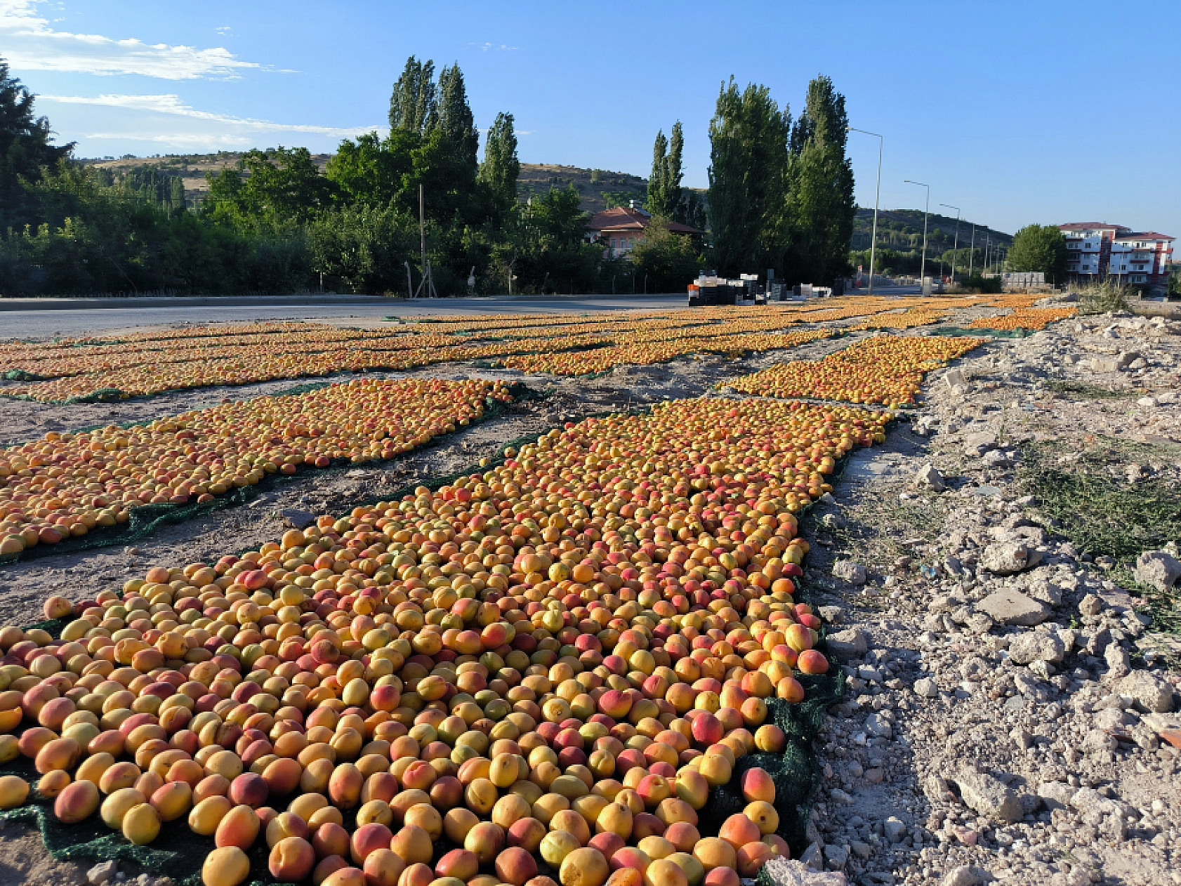 'Malatya'nın Sarı Altını' güneşle buluşuyor!