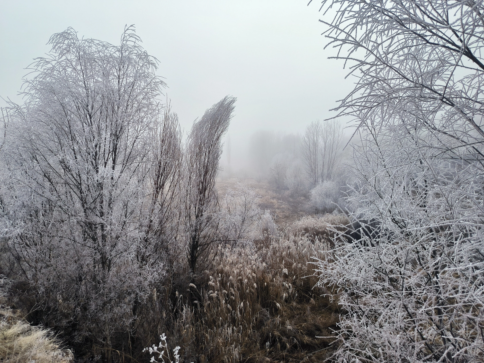 Malatya'da Kırağı Ağaçları Kapladı! Kartpostallık Manzaralar Oluştu...