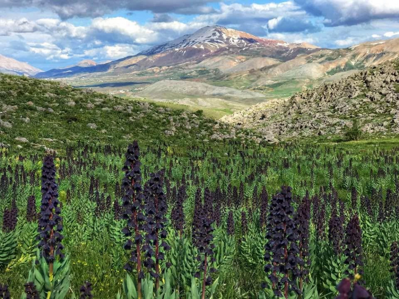 Malatya Ovası Morardı: Sümbüller Şehri Büyülüyor!