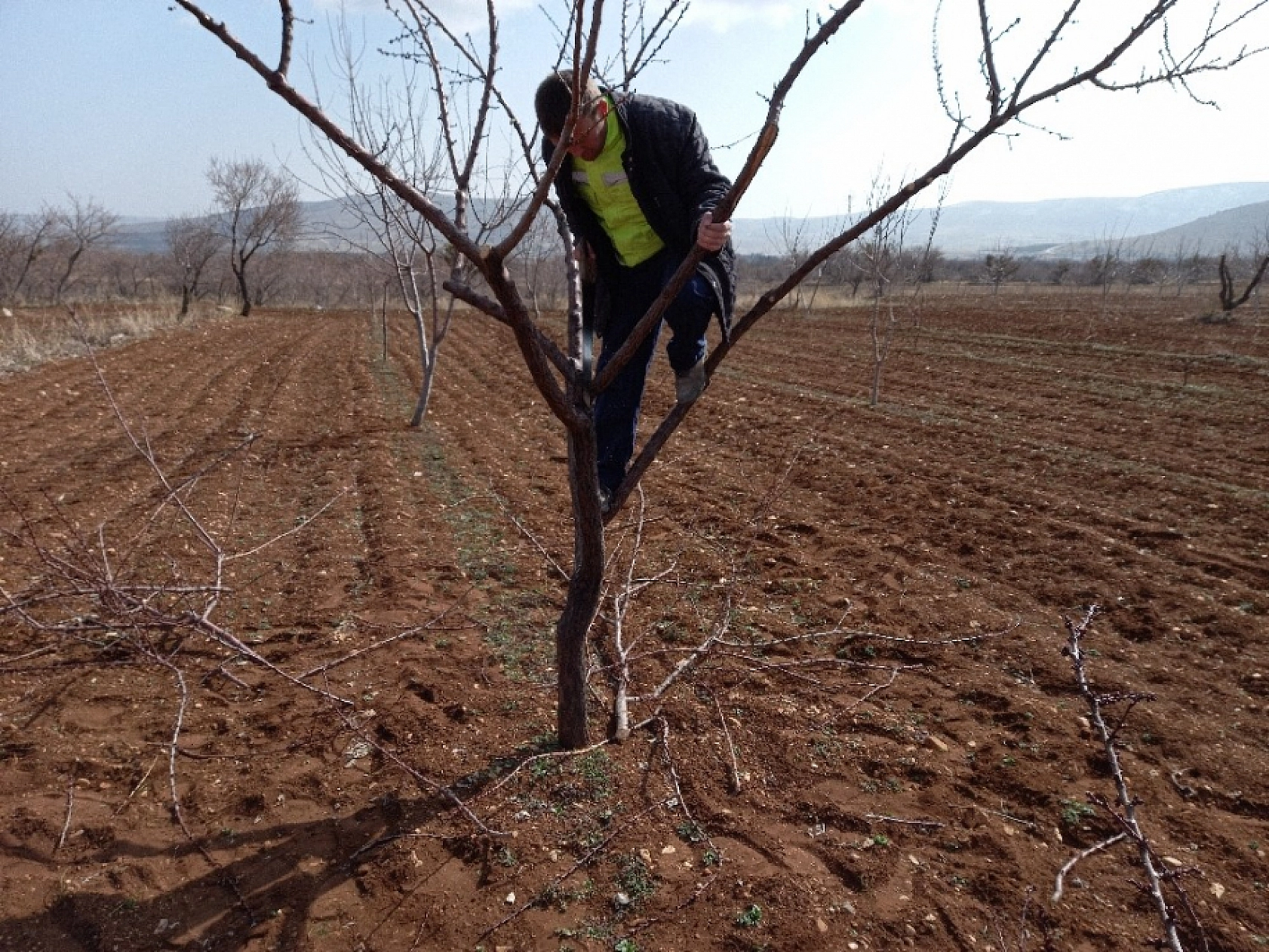 Üreticiler Uyarıldı: Kayısı Ağaçları İçin Tam Zamanı!