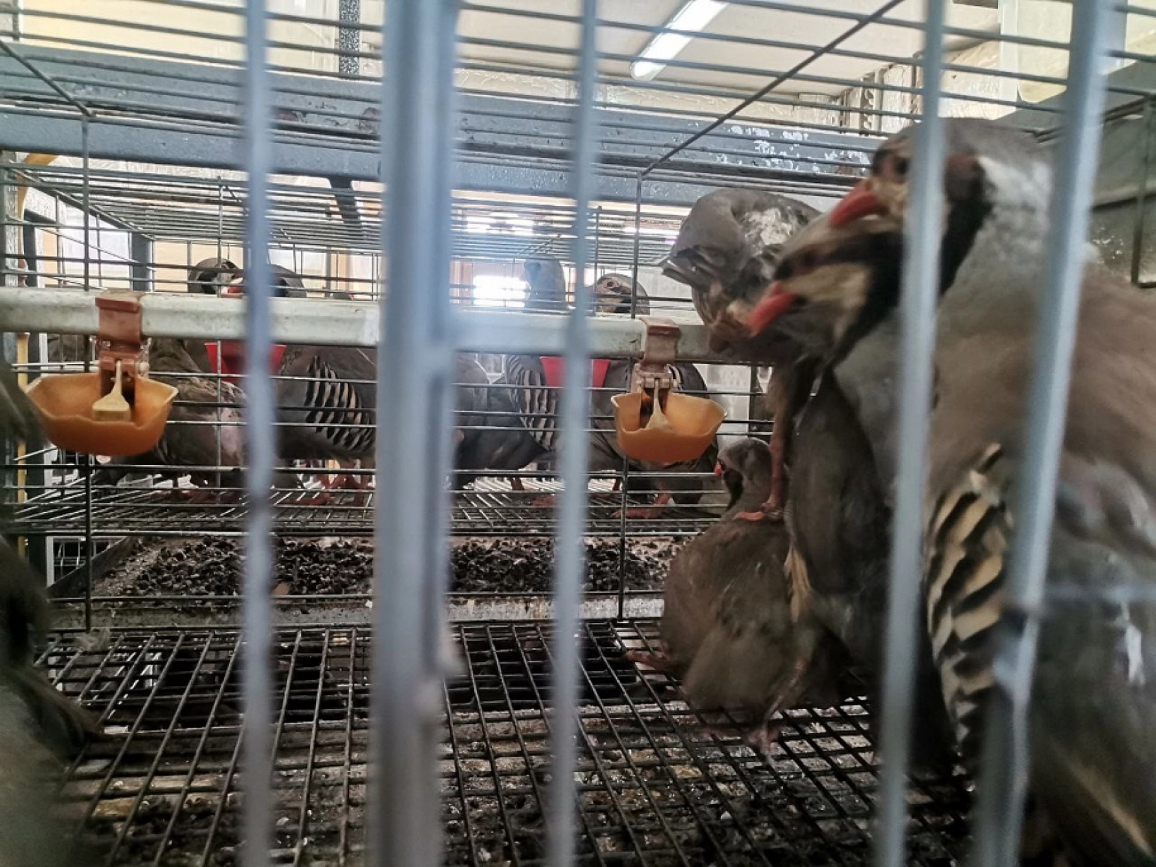 Türkiye'nin ilk istasyonunda üretiliyor! Yakında doğaya salınacak..!