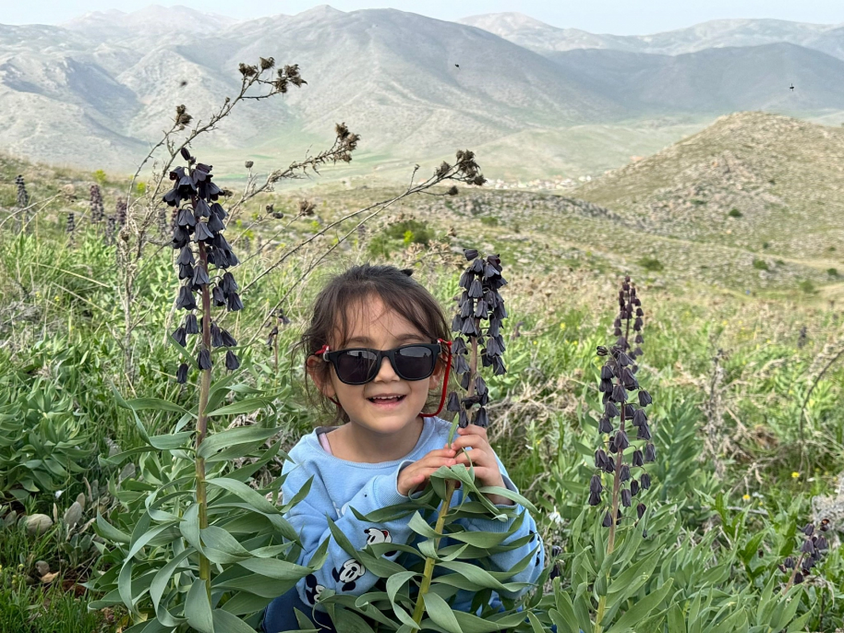 Şarkılara ve Şiirlere Konu Olmuştu! 2 Bin 100 Rakımda Çiçek Açıyor!