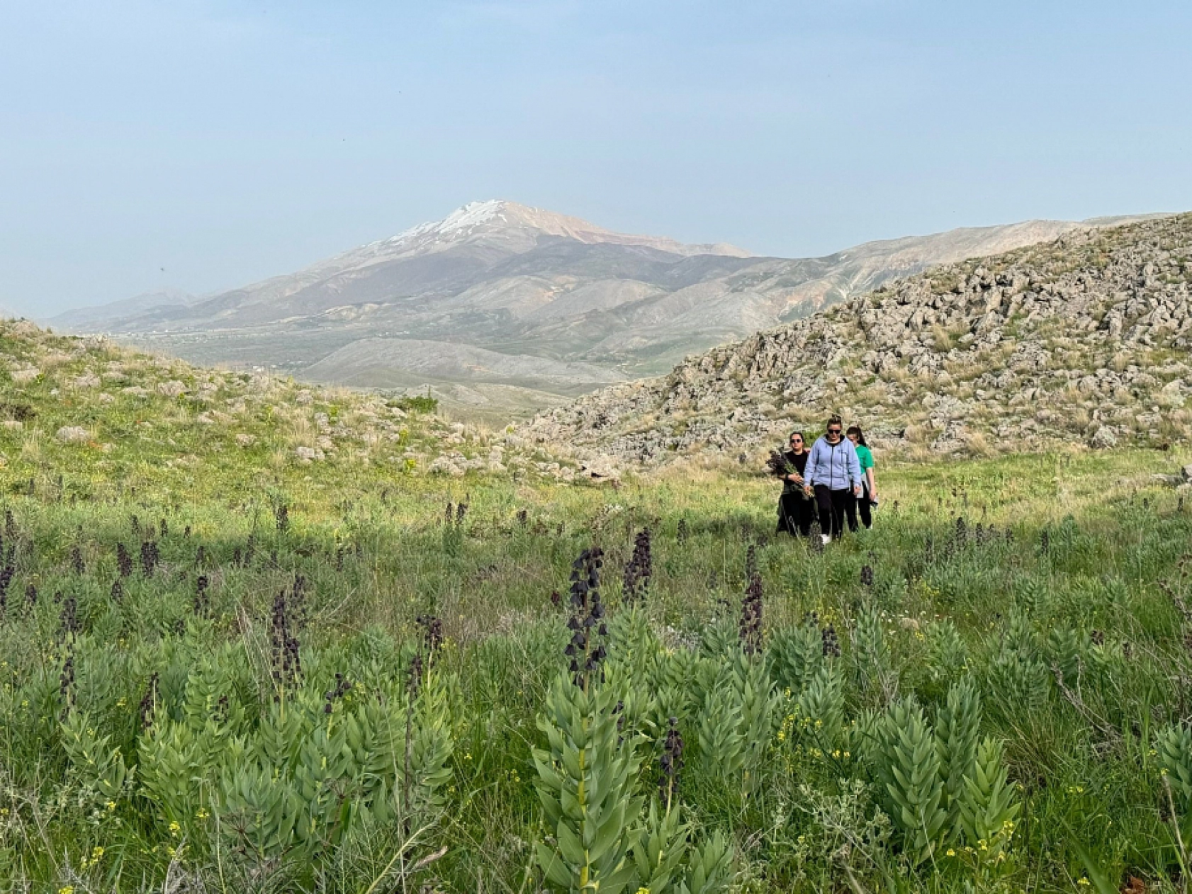 Şarkılara ve Şiirlere Konu Olmuştu! 2 Bin 100 Rakımda Çiçek Açıyor!