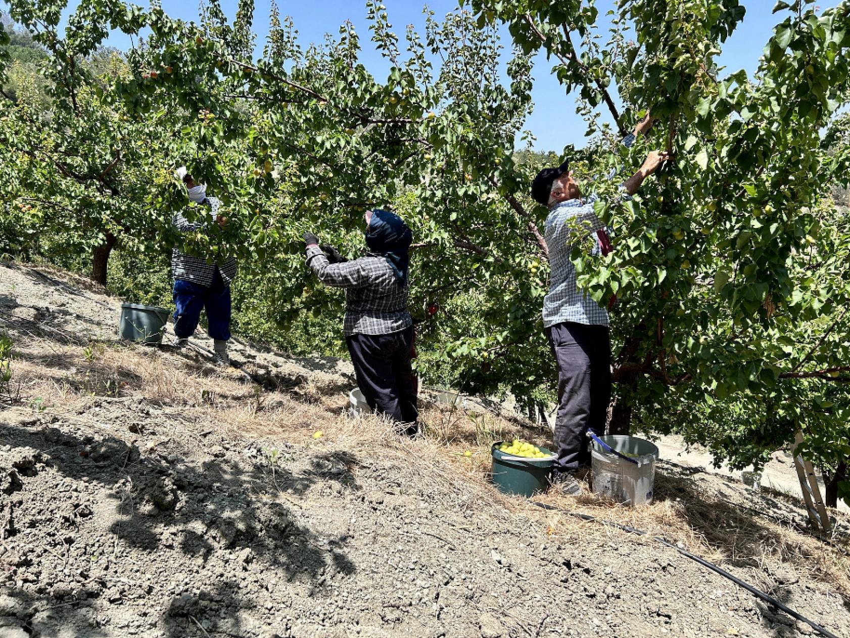 Malatya'ya Rakip Çıktı! Ürettikleri Kayısıları 25-30 TL'ye Satıyorlar..!