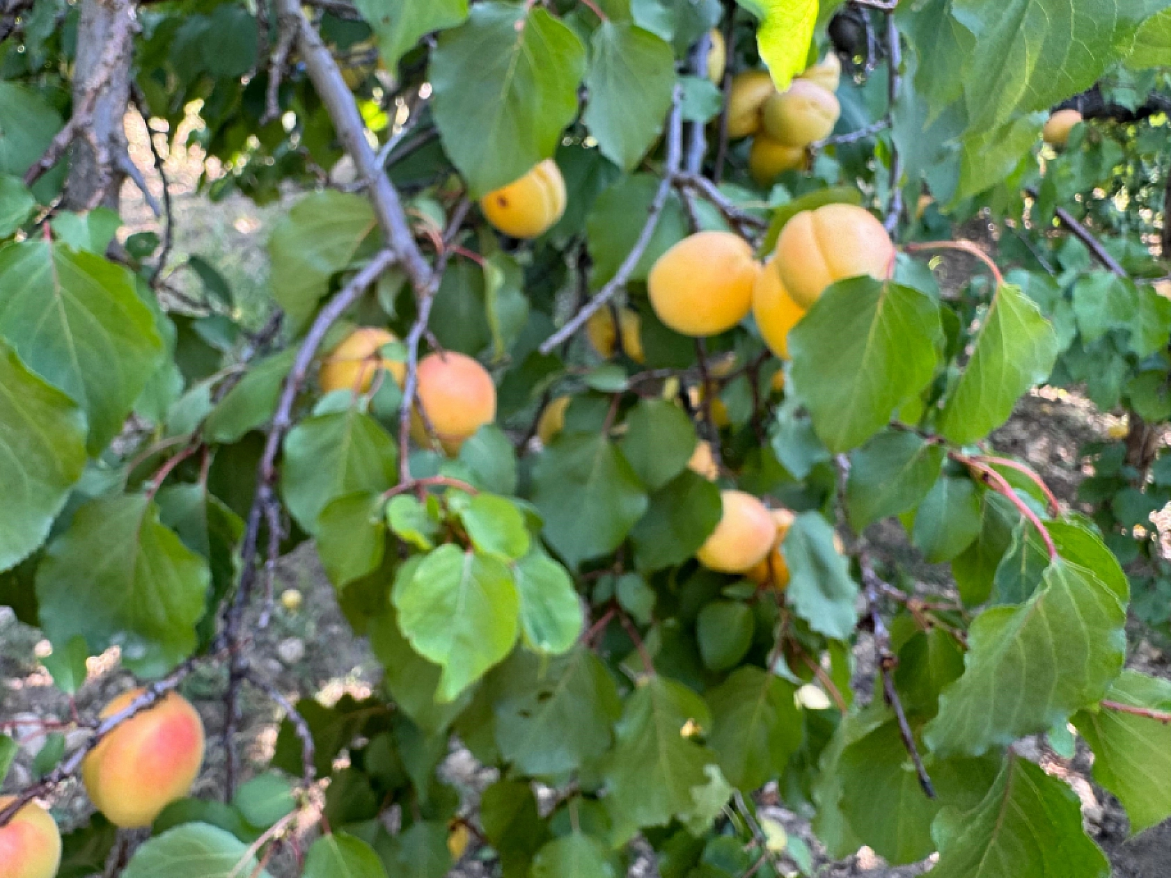 Kayısı da Malatya Gibi Çığlık Atıyor: Malatya'nın Altın Değeri Yarıya İndi...!