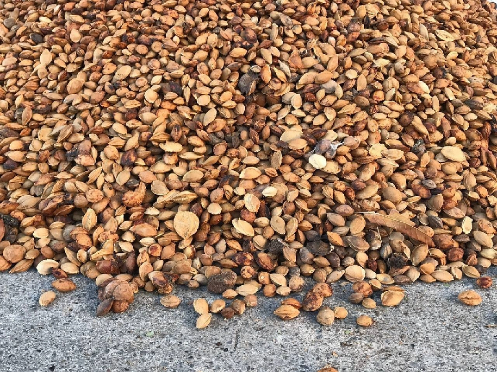 Erzincan'dan Malatya'ya Geliyor! Acı Tadıyla Gizli Gücüyle Şifa Dağıtıyor!