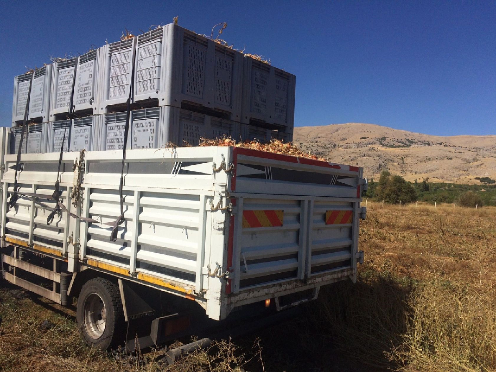 Malatya'da Hasadı Tamamlandı: Avrupa'ya Doğru Yola Çıktı