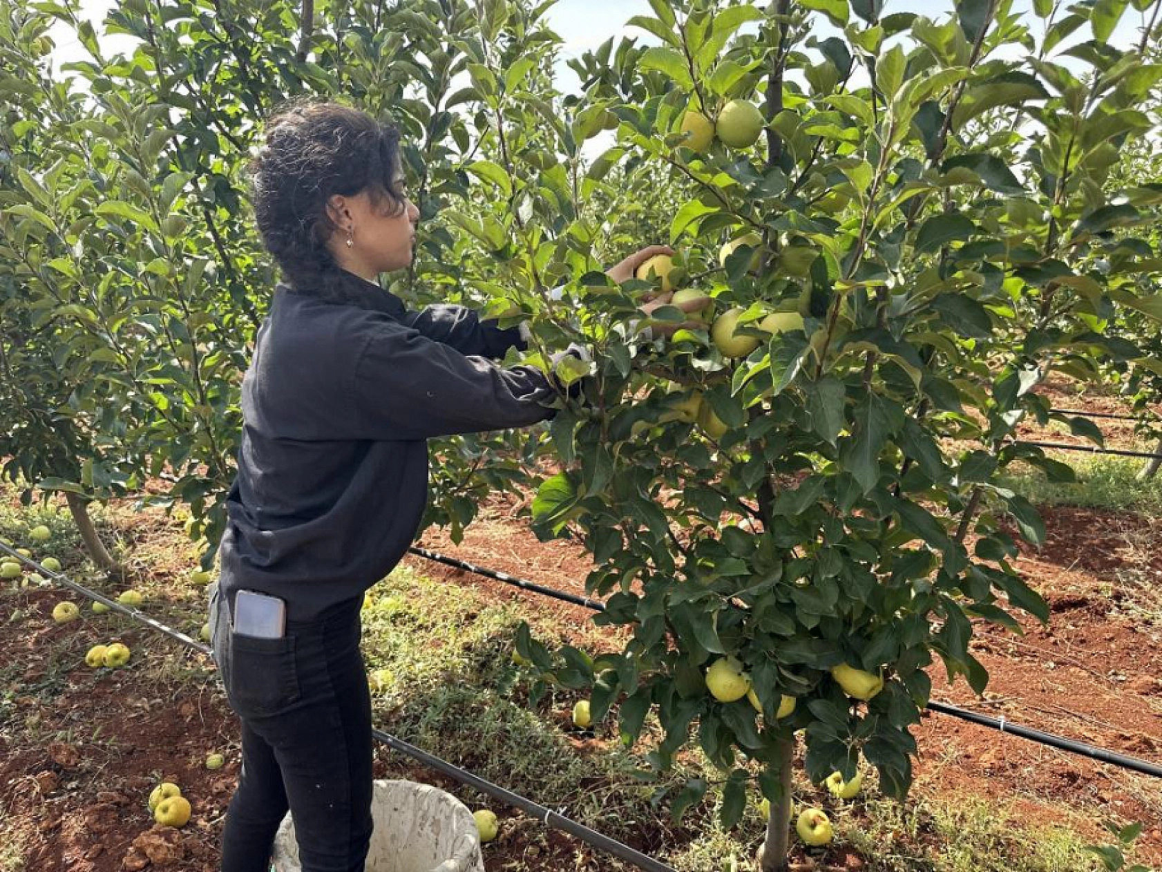 Hasadı Yapılan Elma Tarlada 10, Markette 40 TL!