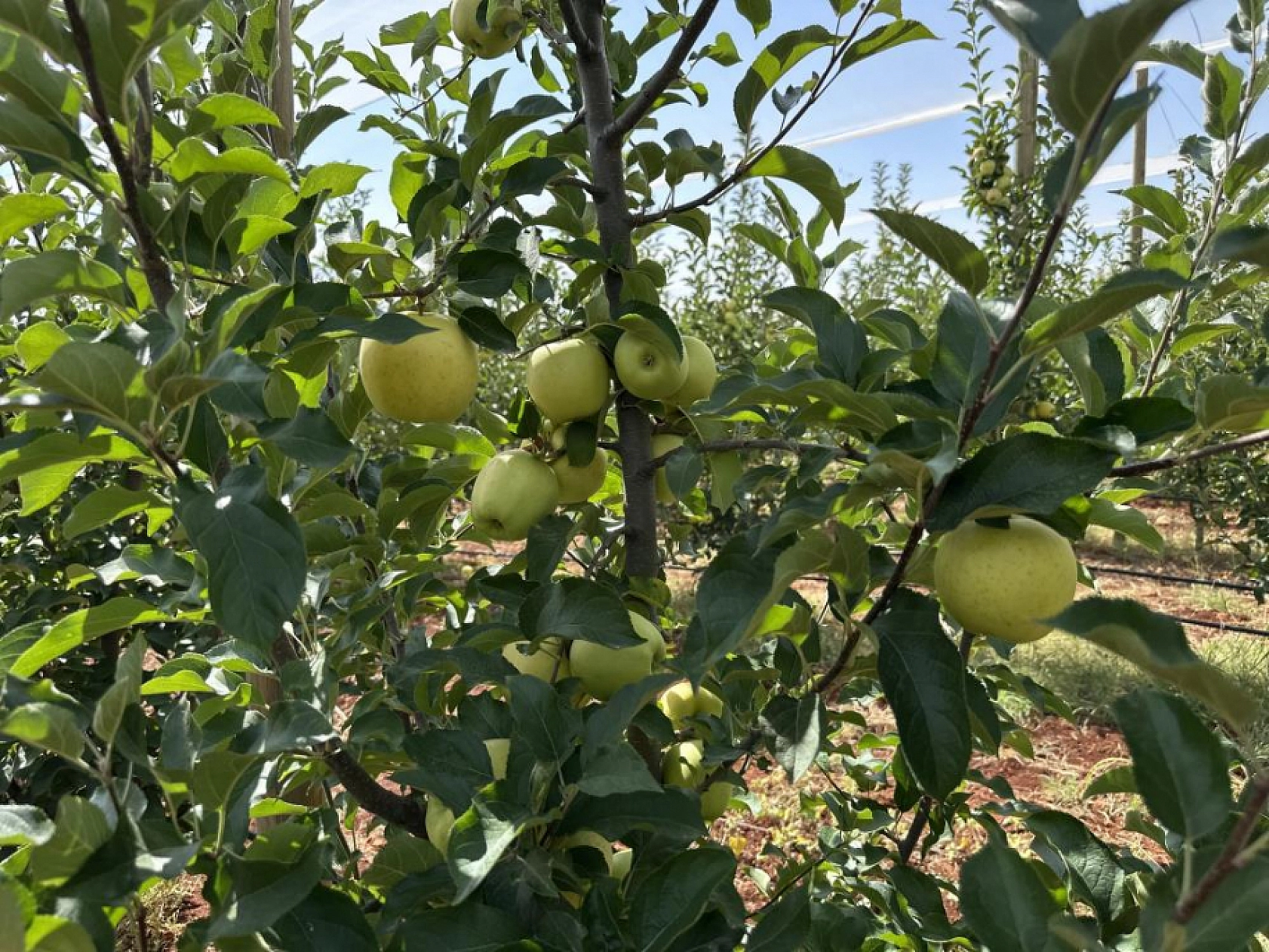 Hasadı Yapılan Elma Tarlada 10, Markette 40 TL!