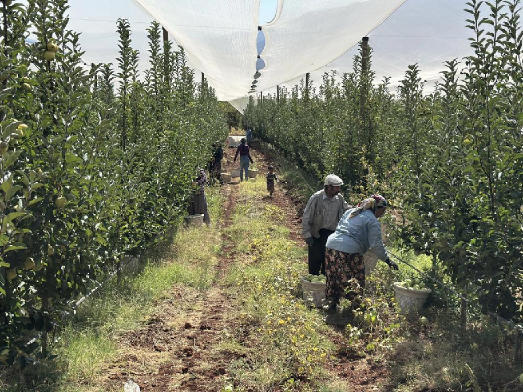 Hasadı Yapılan Elma Tarlada 10, Markette 40 TL!