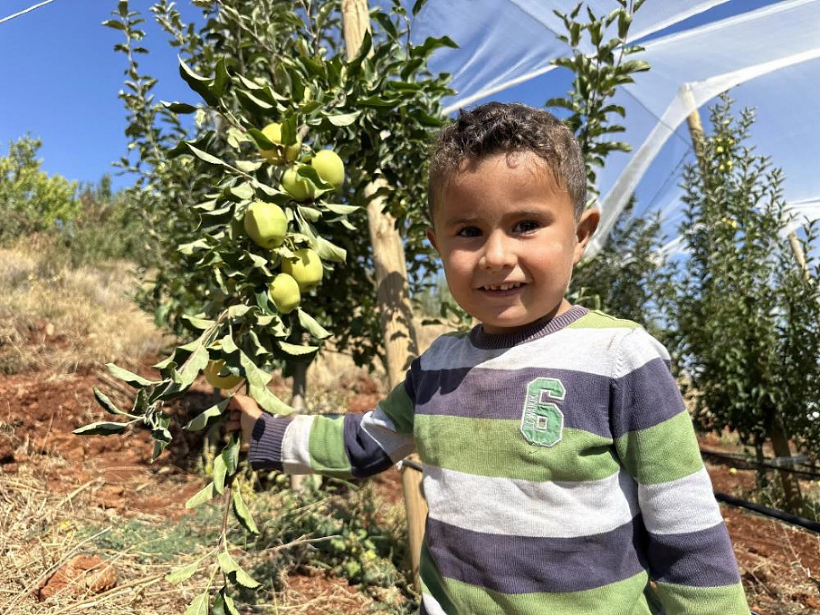 Hasadı Yapılan Elma Tarlada 10, Markette 40 TL!