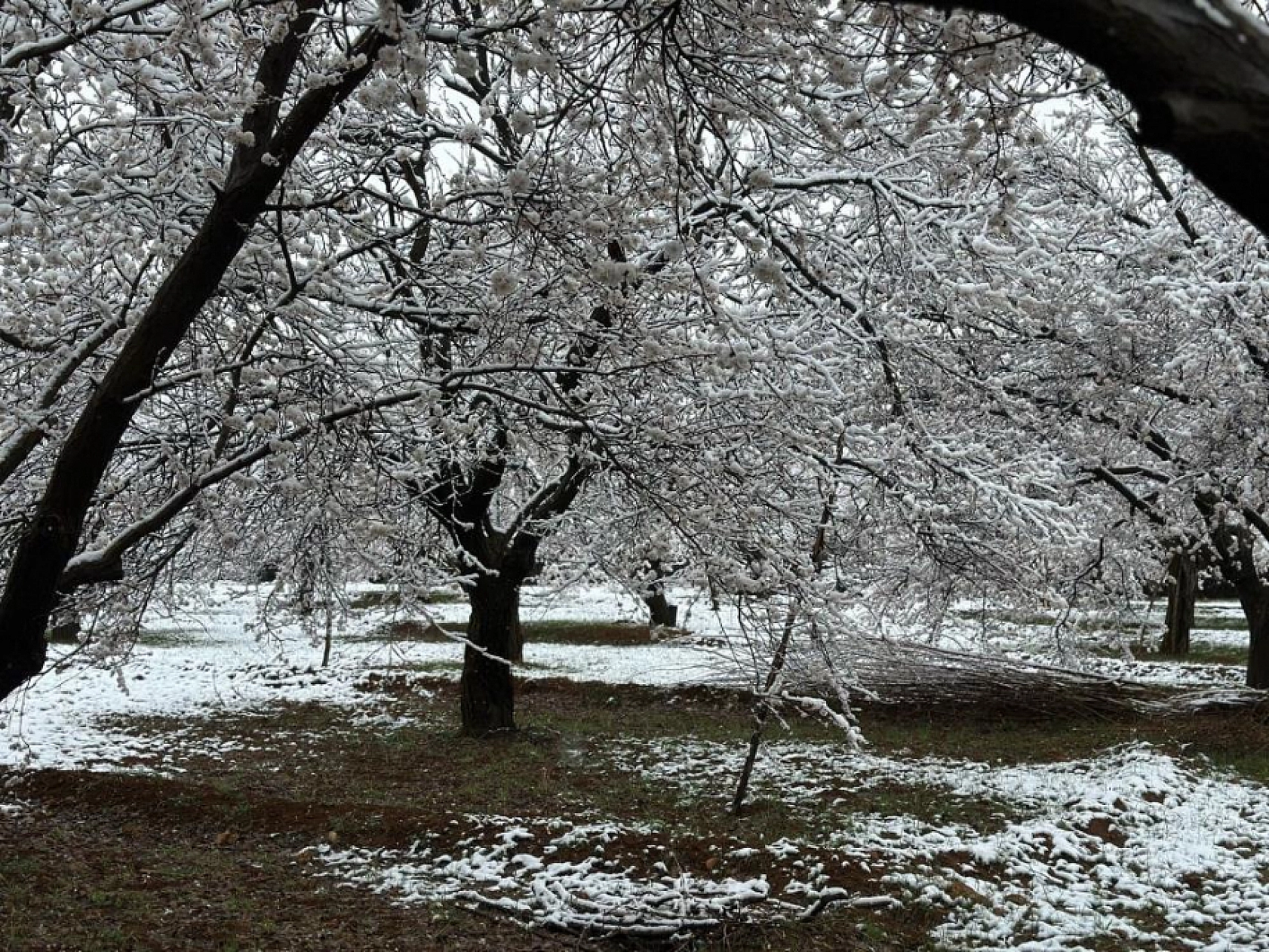 Malatya'da Kayısı Bahçeleri Karla Beyaza Büründü, Uzmanlar Don Riski Uyarısı Yapıyor!