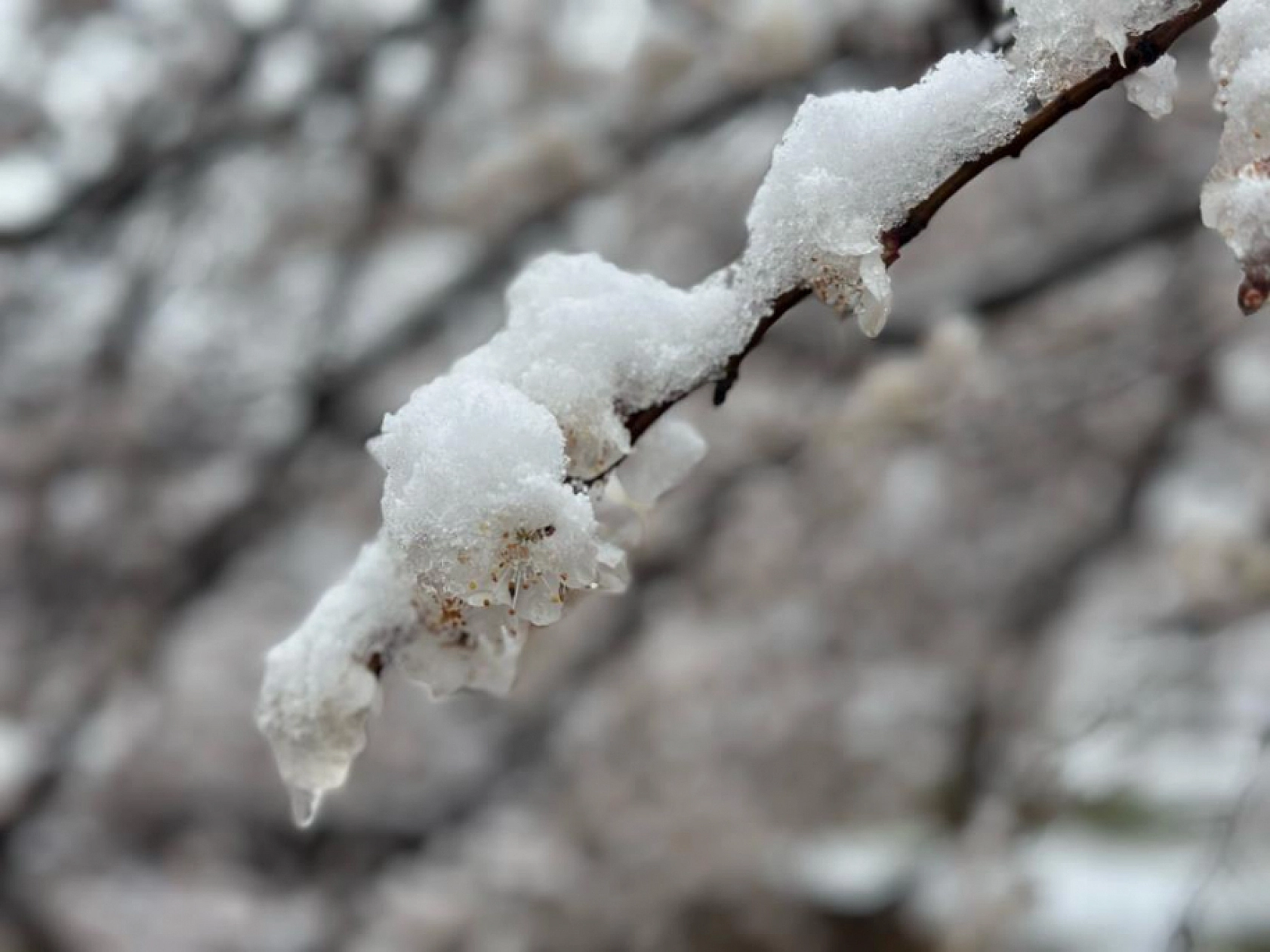 Malatya'da Kayısı Bahçeleri Karla Beyaza Büründü, Uzmanlar Don Riski Uyarısı Yapıyor!