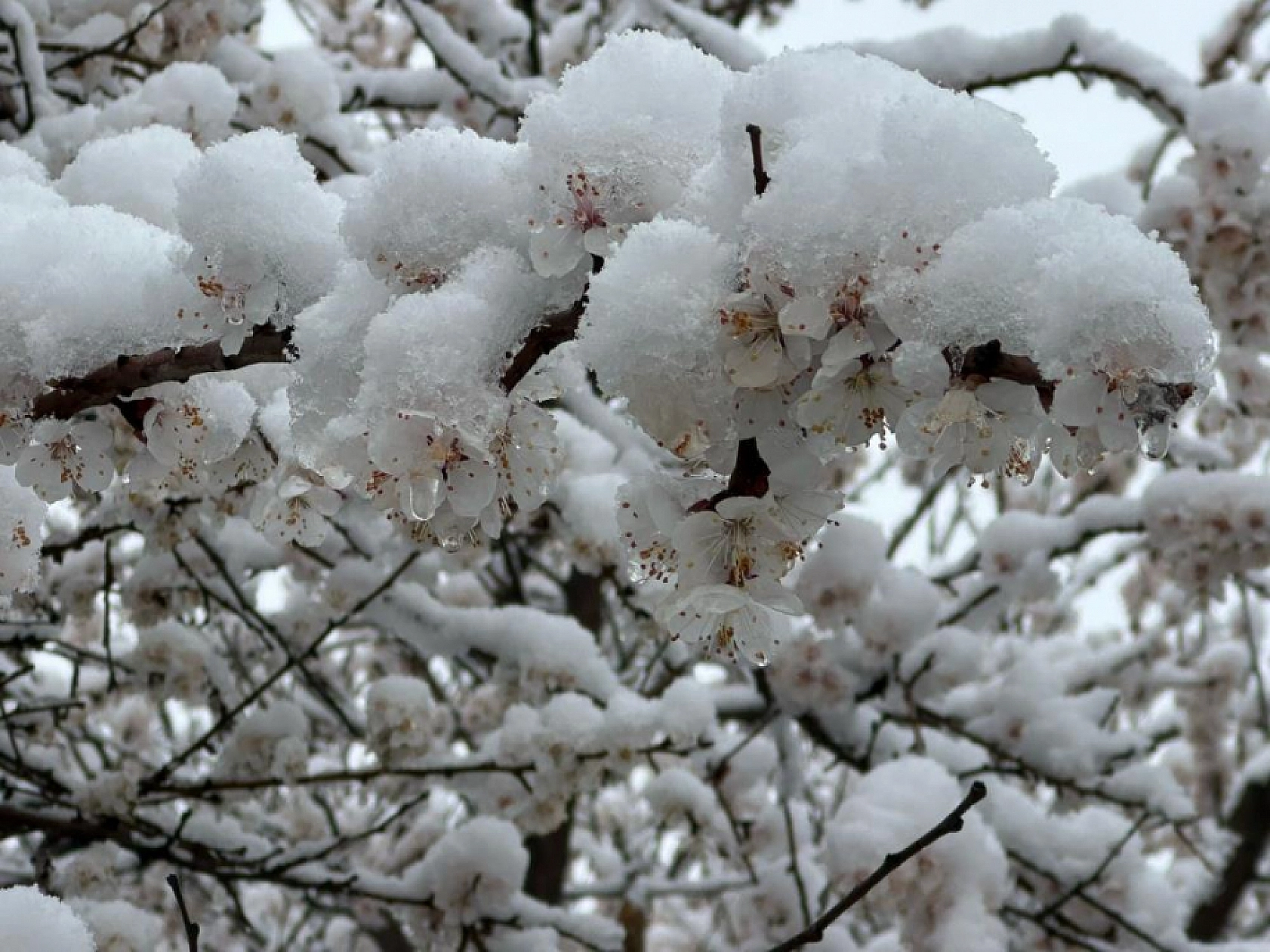Böyle nisan ayı görülmedi! Önce don ve kar, şimdi güneş, yarın da Kırkindi yağmurları…