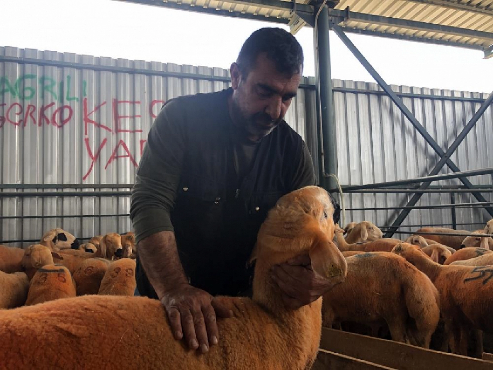 Turuncu renkli Sivas Kangal kuzuları kurban pazarında görenler şaşırttı!