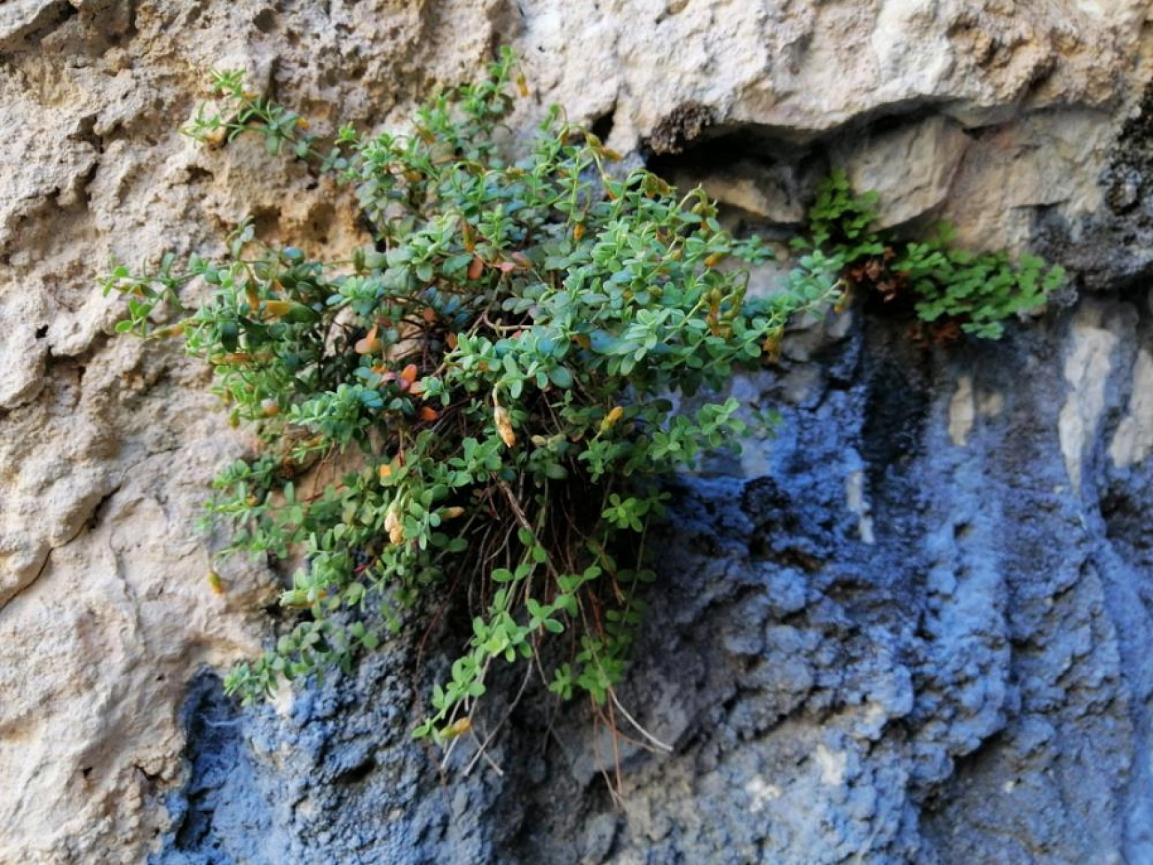 Malatya'dan Gelen Doğal Şifa: Kantaron Sarı Kantaronu Geride Bıraktı!