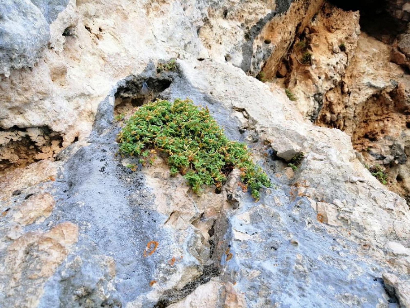 Malatya'dan Gelen Doğal Şifa: Kantaron Sarı Kantaronu Geride Bıraktı!