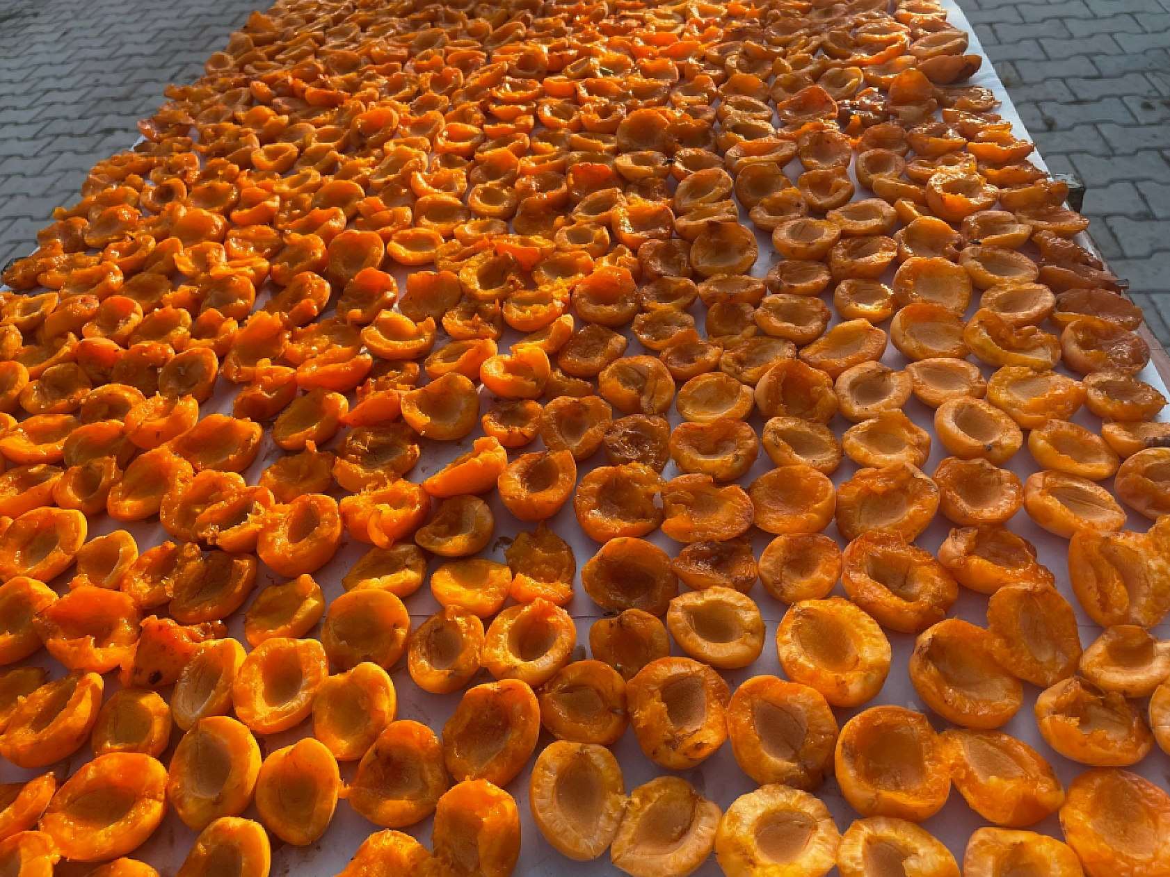 Kayısının Başkentinde Kayısı Konuşuldu! 'Alternatif Pazar Alanları Oluşturulmalı'