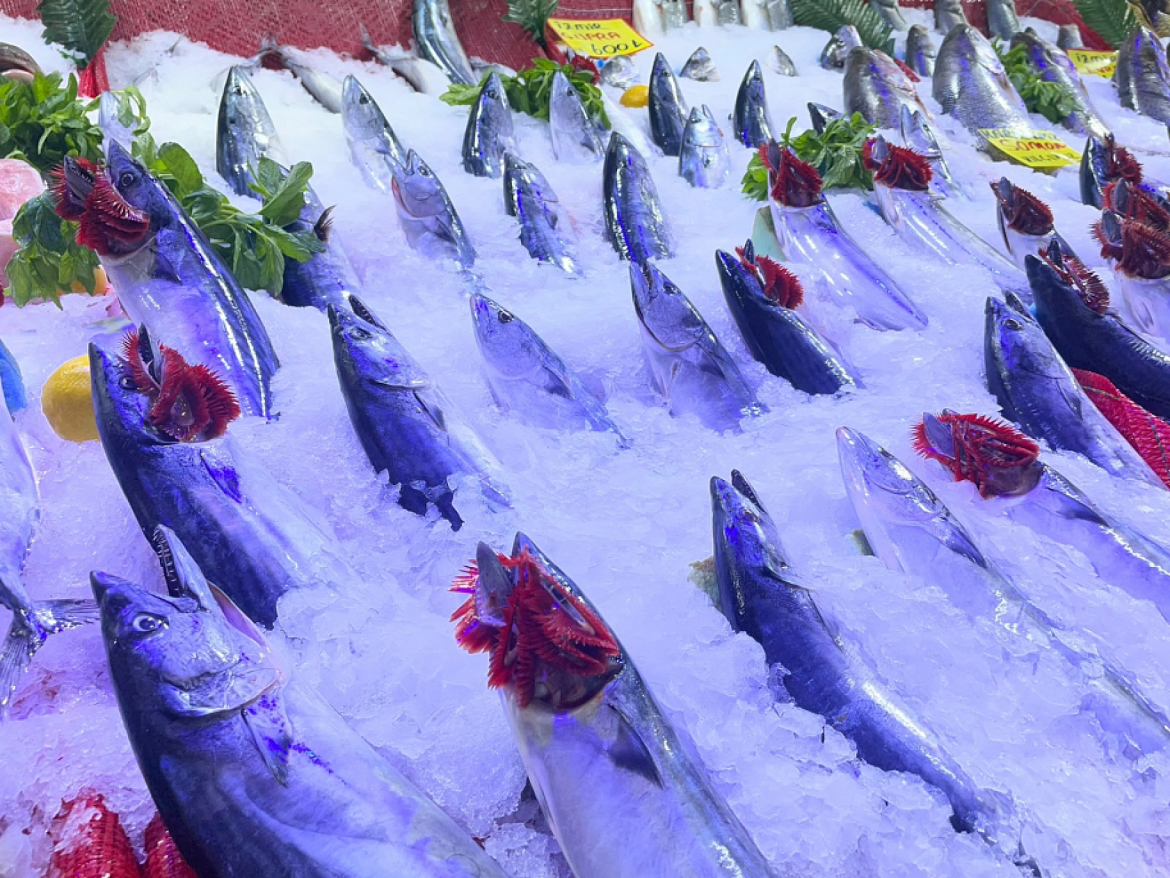 Malatya'da balık sezonu açıldı: Tezgahlarda en uygun balık belli oldu