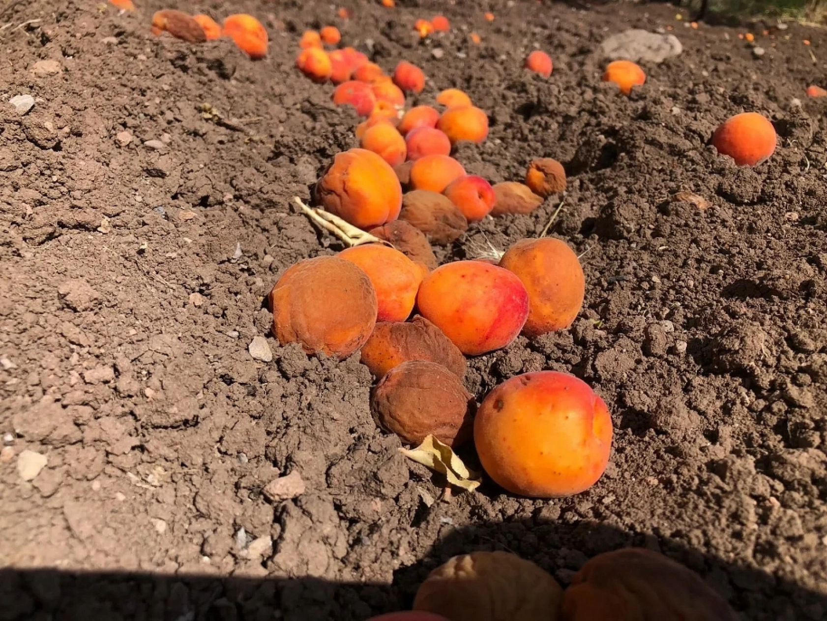 Malatyalılar dikkat! Kayısılarınız ziyan olmasın!