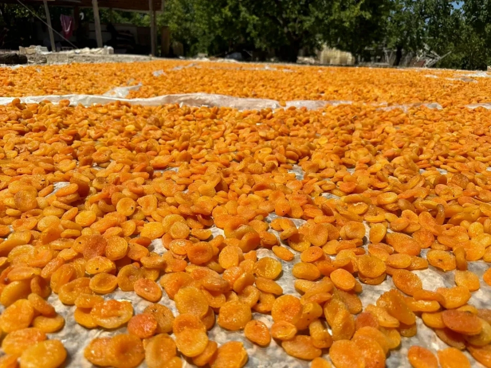 Ağbaba'dan Kayısı Alımı Açıklaması! Fiyatlar Beklentinin Altında!