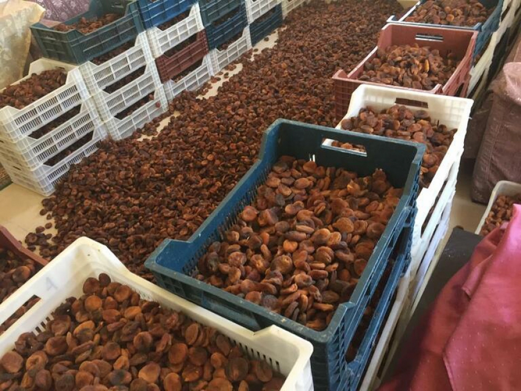 Kuru Kayısı Fiyatı Şaşırttı: Bu Defa Marketler Değil Üretici Kazandı!