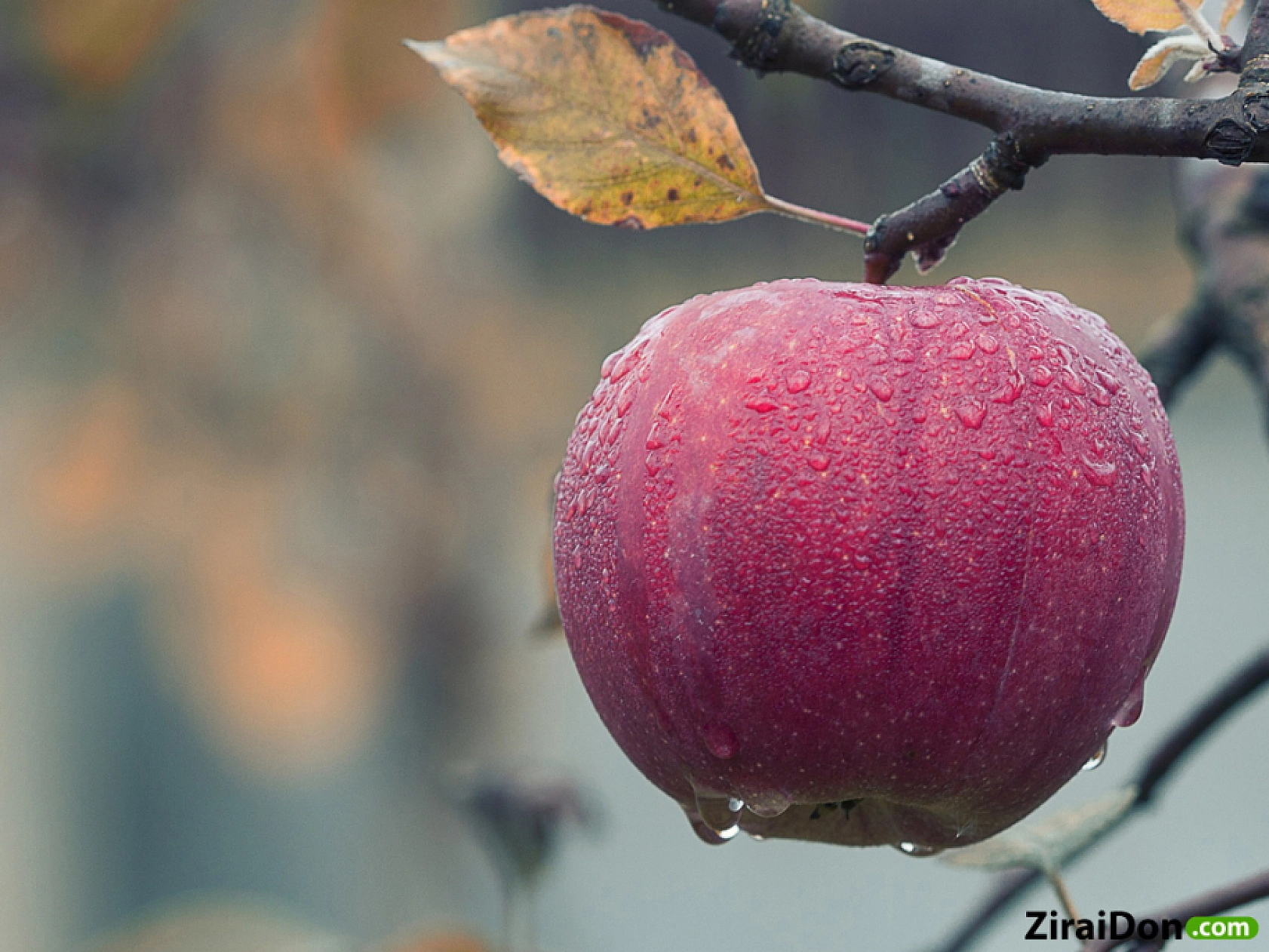 Malatya'ya kış erken geldi: Meteoroloji zirai don için uyardı…