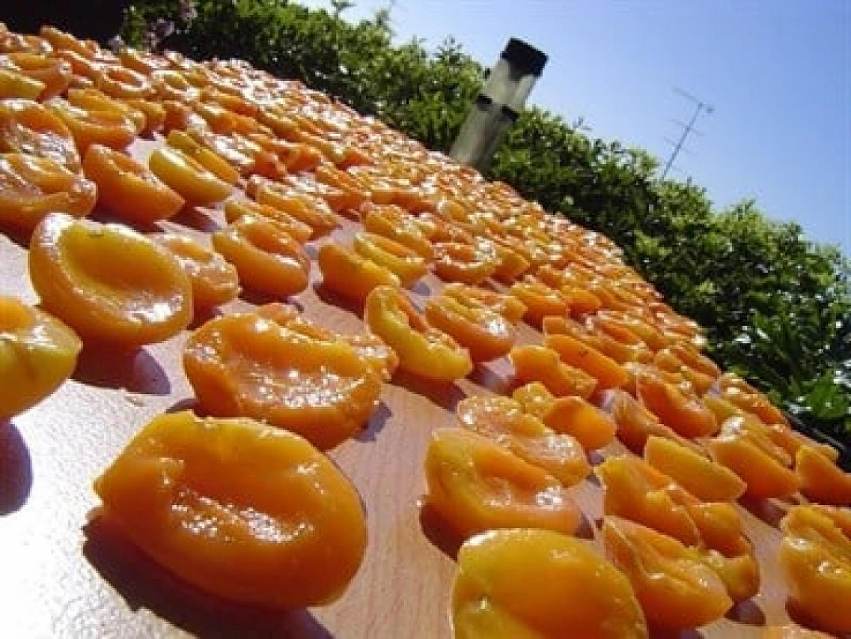 Ağbaba'dan Kayısı Alımı Açıklaması! Fiyatlar Beklentinin Altında!