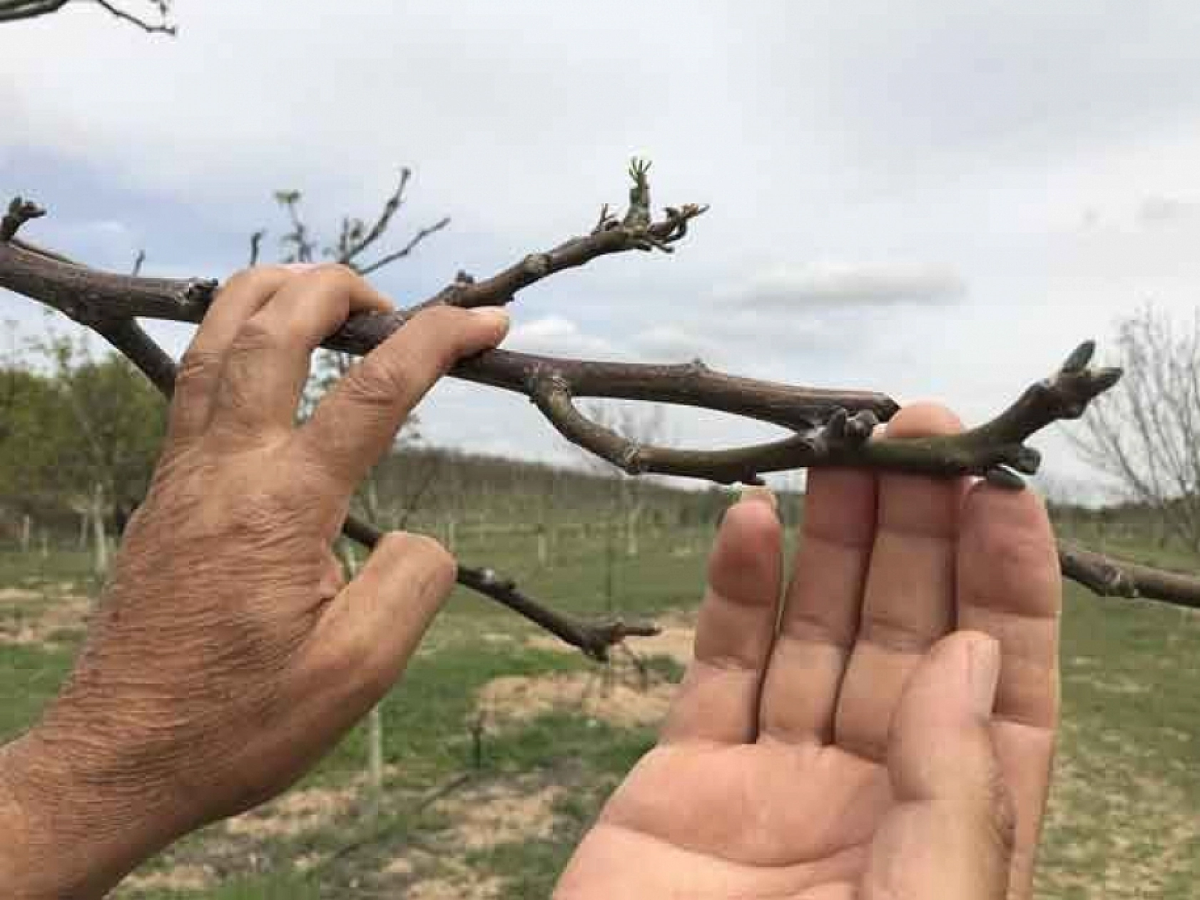 Meteoroloji'den Zirai Don Uyarısı: Malatya, Elazığ, Adıyaman Etkilenecek!