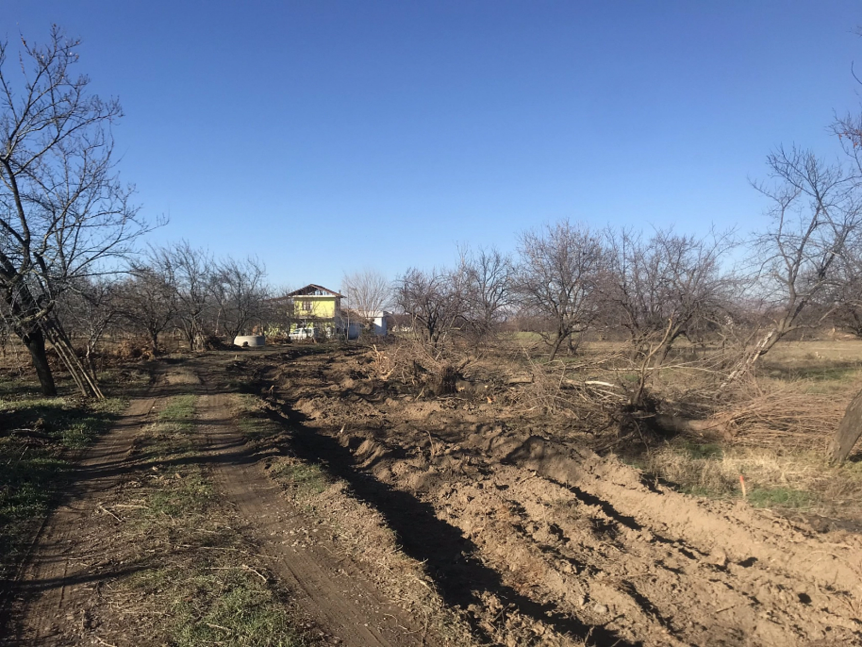 Malatya'da Ağaç Katliamı: DSİ'nin Bahanesi Yol!