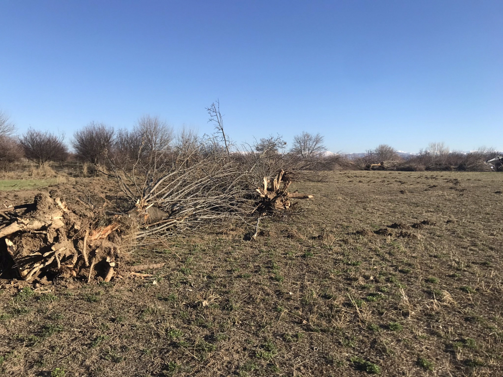 Malatya'da Ağaç Katliamı: DSİ'nin Bahanesi Yol!