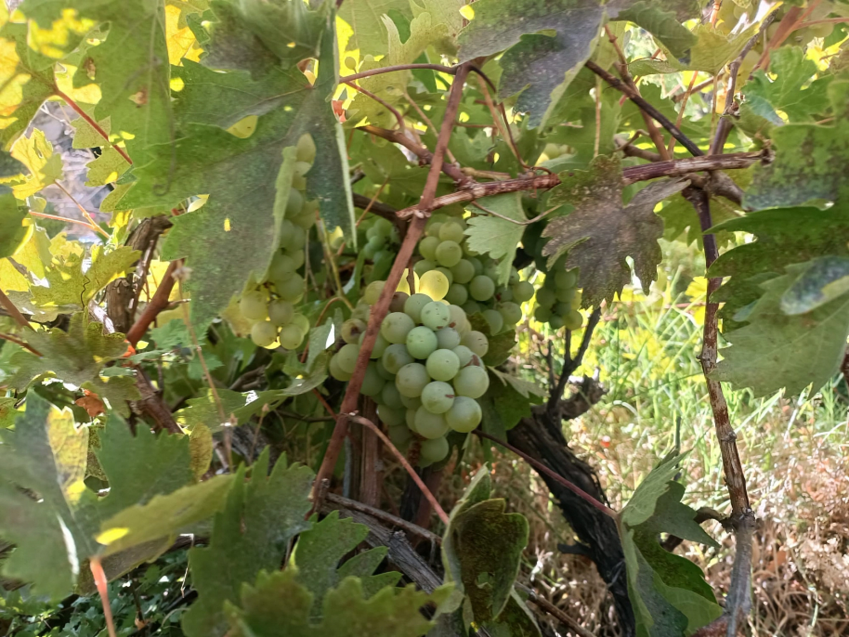 Malatya'da üretim durma noktasında! Traktörlerle taşınan üzüm, şimdi sadece hatıralarda….