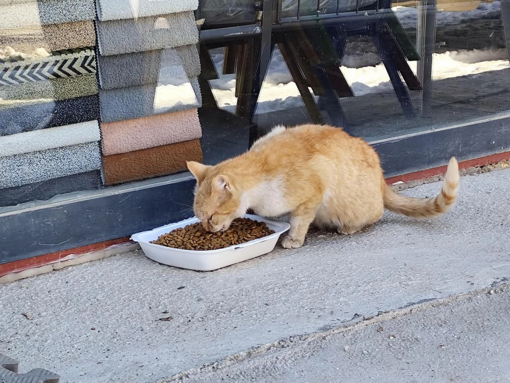 Doğanşehir'de sokak hayvanları unutulmadı!