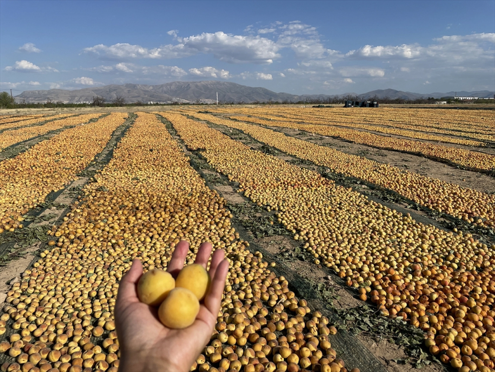 Malatya'da Çiftçinin Kara Gün Dostuydu! Artık Değil...
