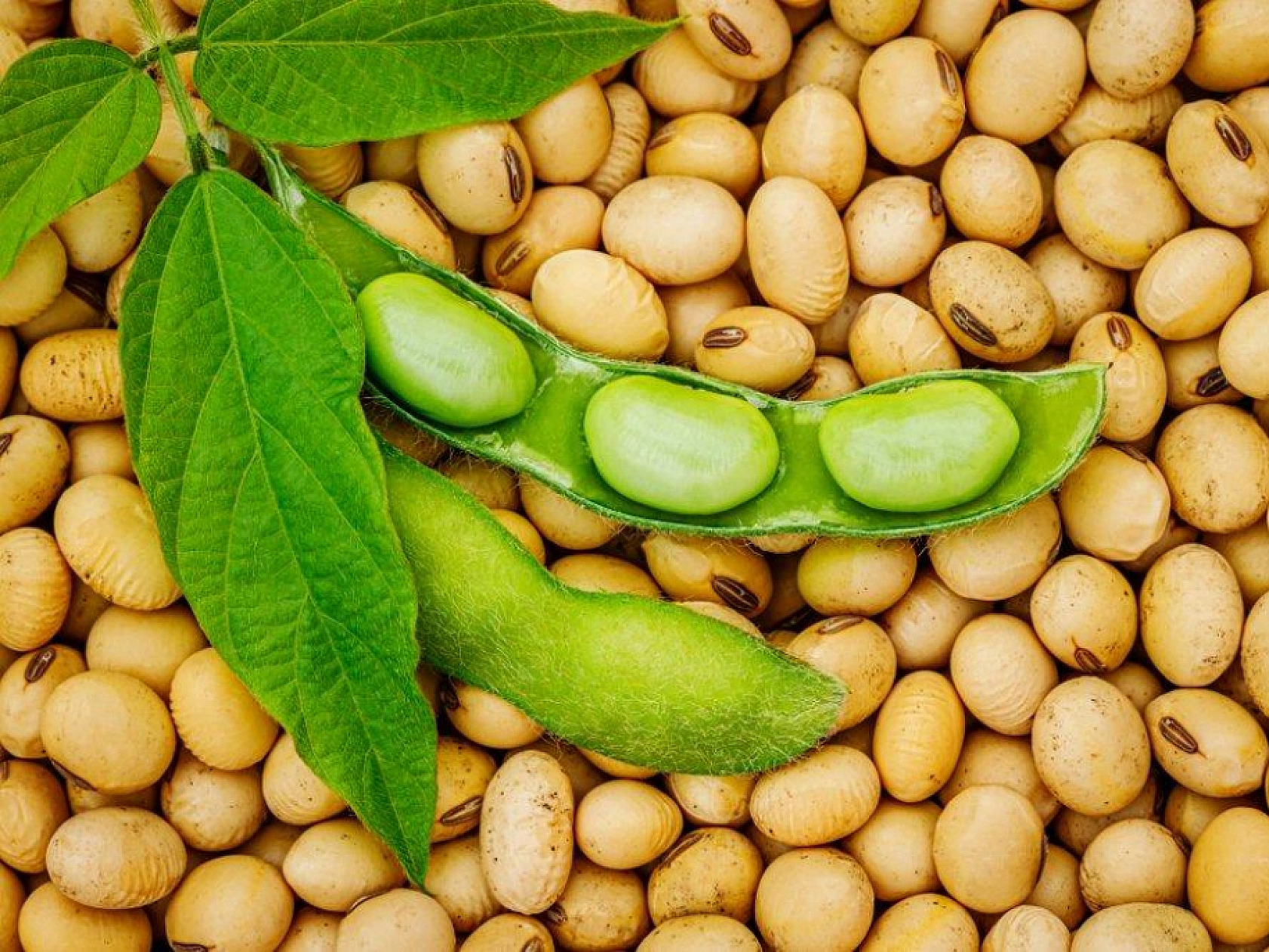 Malatya'da Destek Ödemeleri Arttırıldı…! Dekar Başına Güncel Fiyatlar Açıklandı…