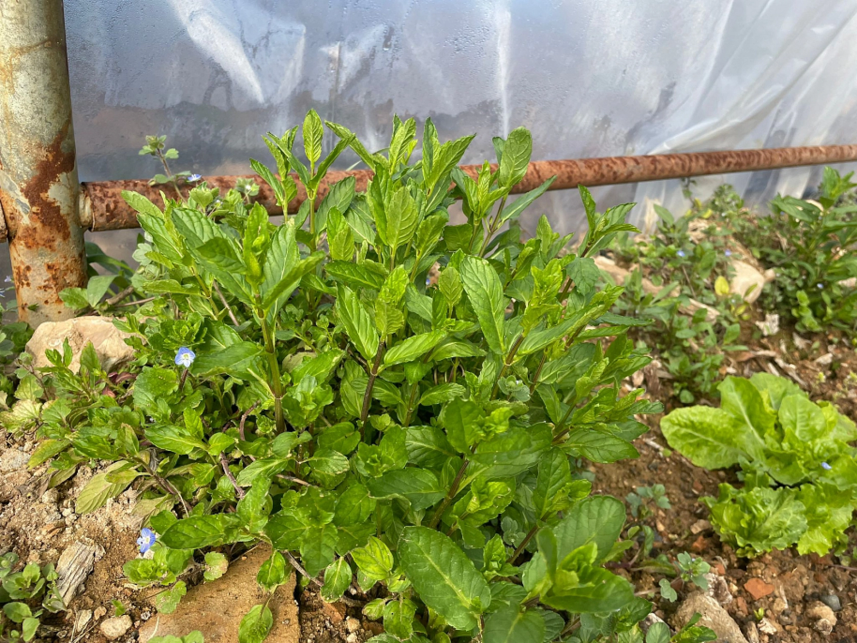 Malatya'da çiftçiler kolları sıvadı! Fideler toprakla buluştu...