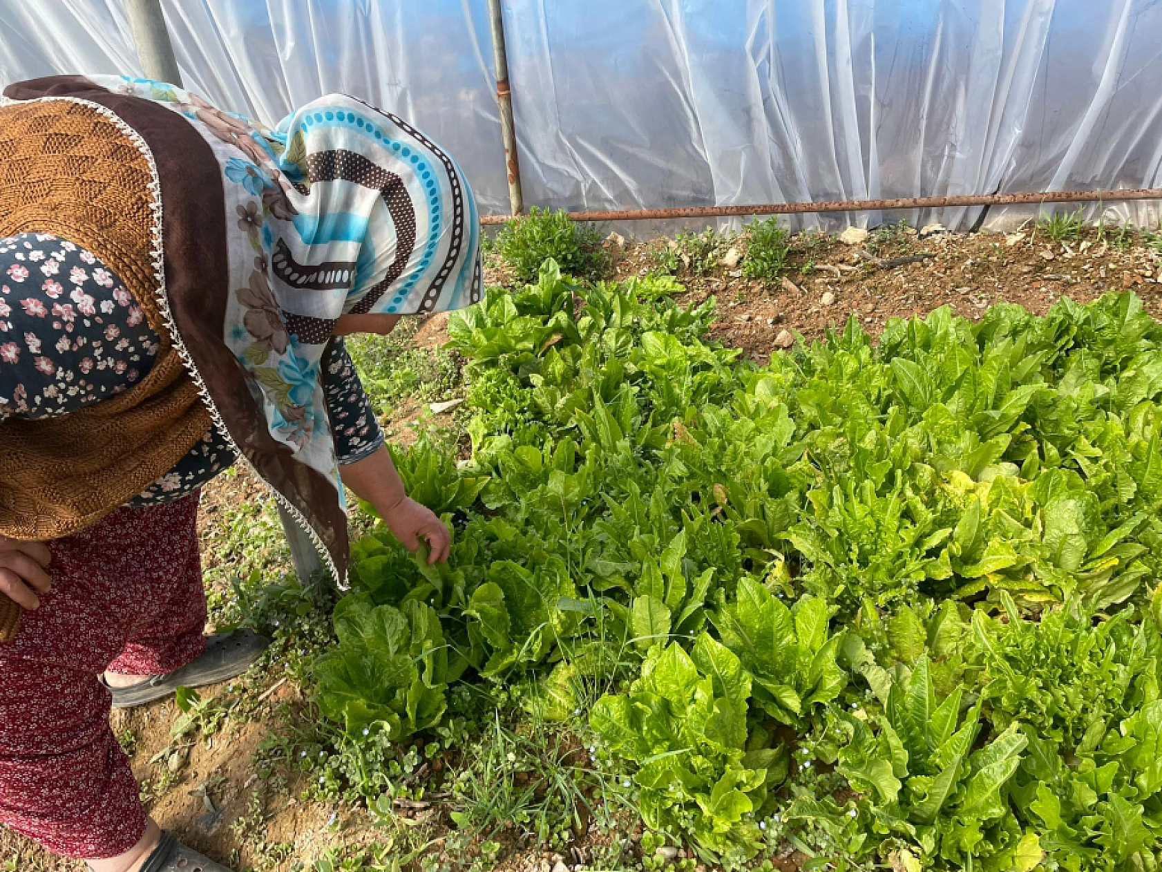 Malatya'da çiftçiler kolları sıvadı! Fideler toprakla buluştu...
